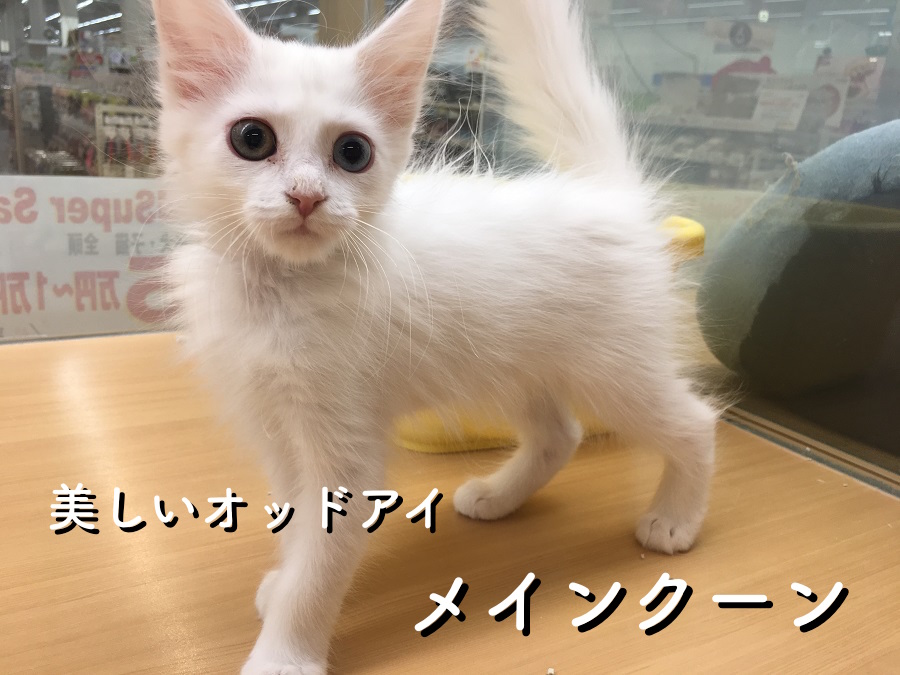ペッツワン城山店 メインクーン「最強！！オッドアイ持ちの白猫♡」 No.118099