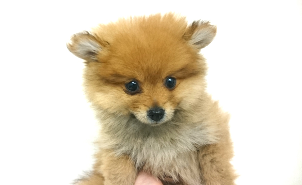 モコモコとした体につぶらな瞳。 | ポメラニアン - マルワン鶴見店