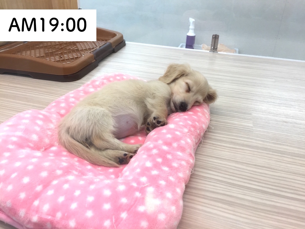 ミニチュア・ダックスフント PM:19:00 - マルワン今宿店