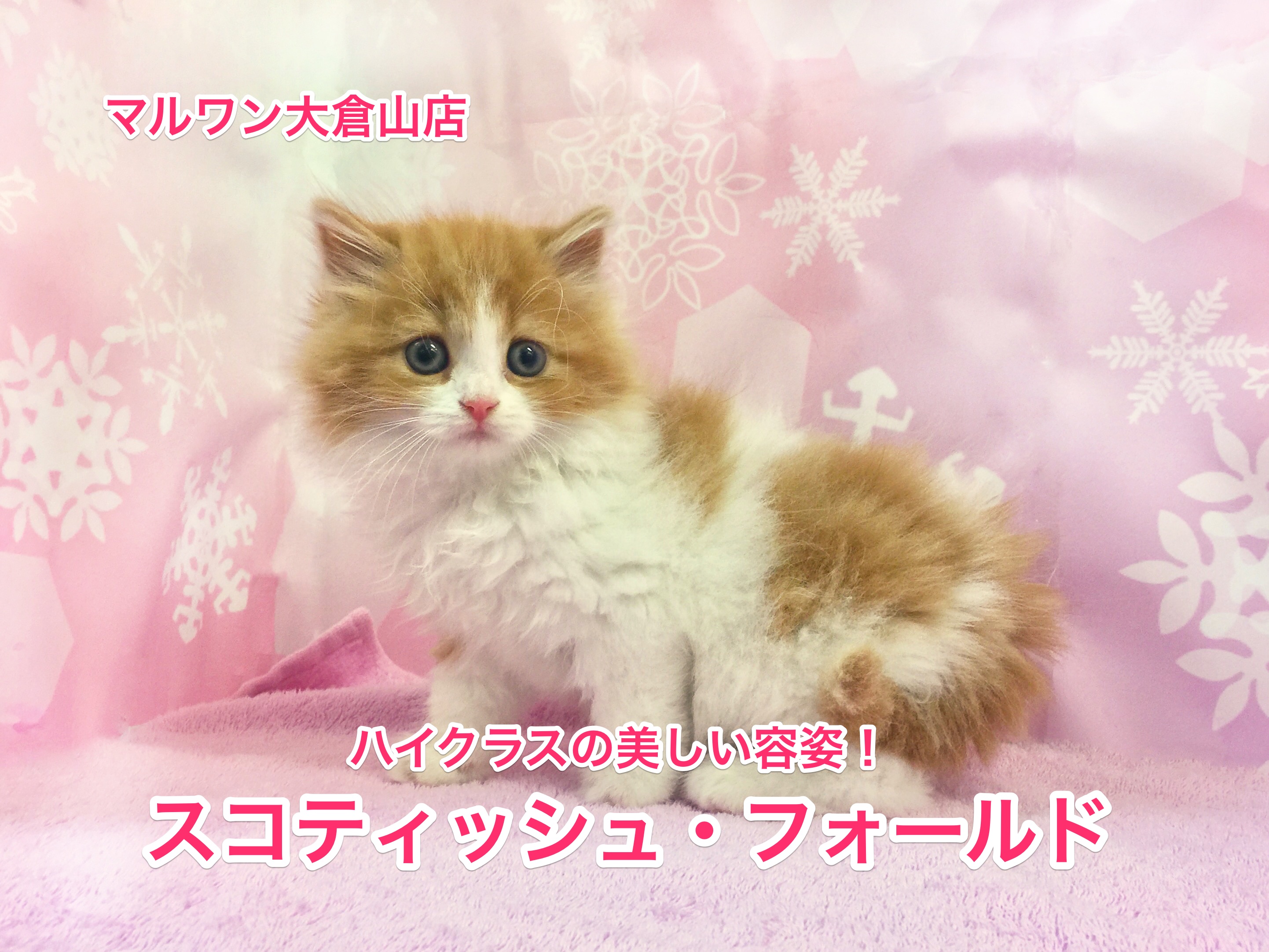 ハイレベル！ 美しい容姿のスコティッシュフォールド‼︎
