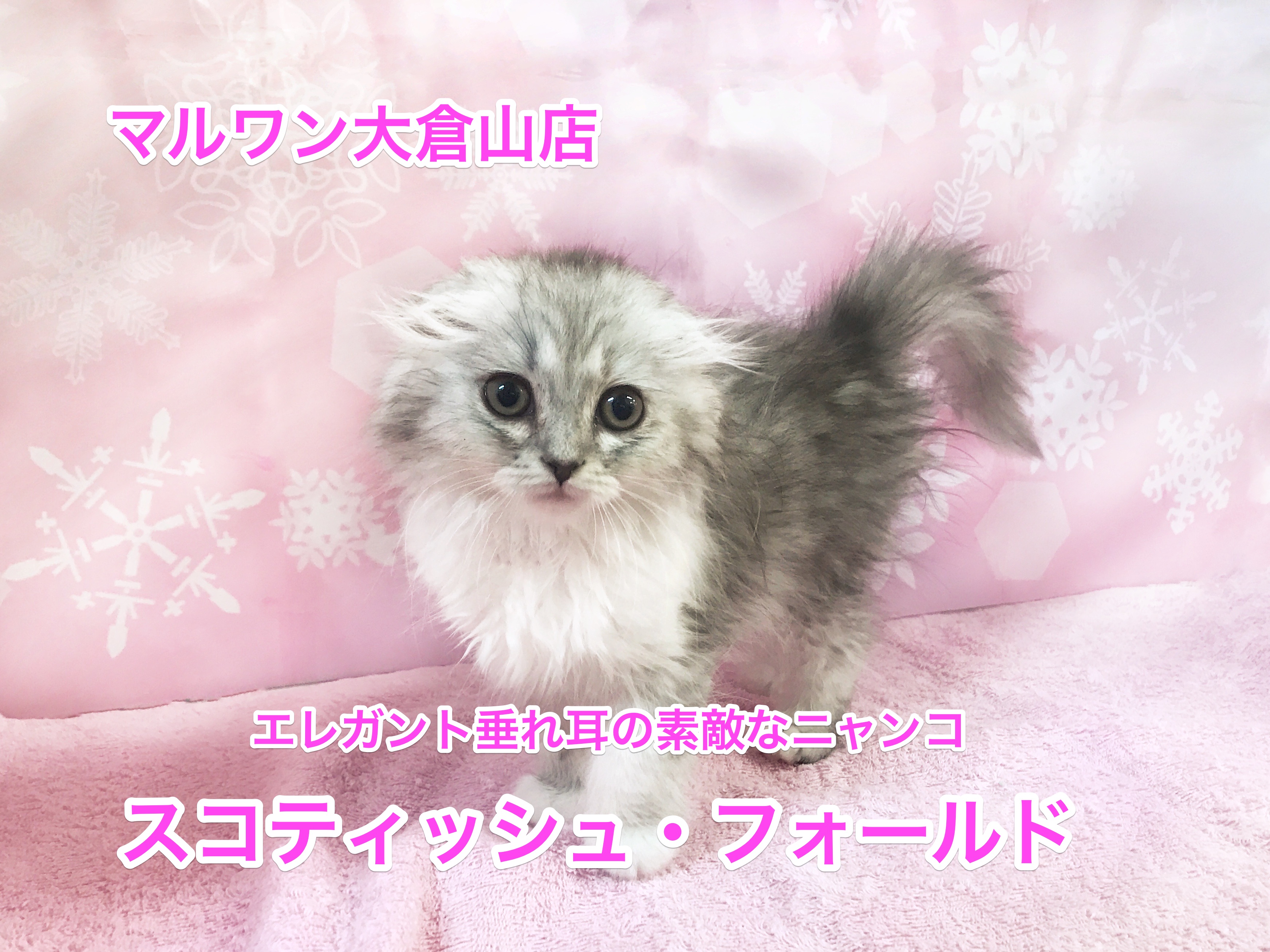 大倉山店No.6130533：エレガントで超垂れ耳の長毛スコティッシュフォールドちゃん♡
