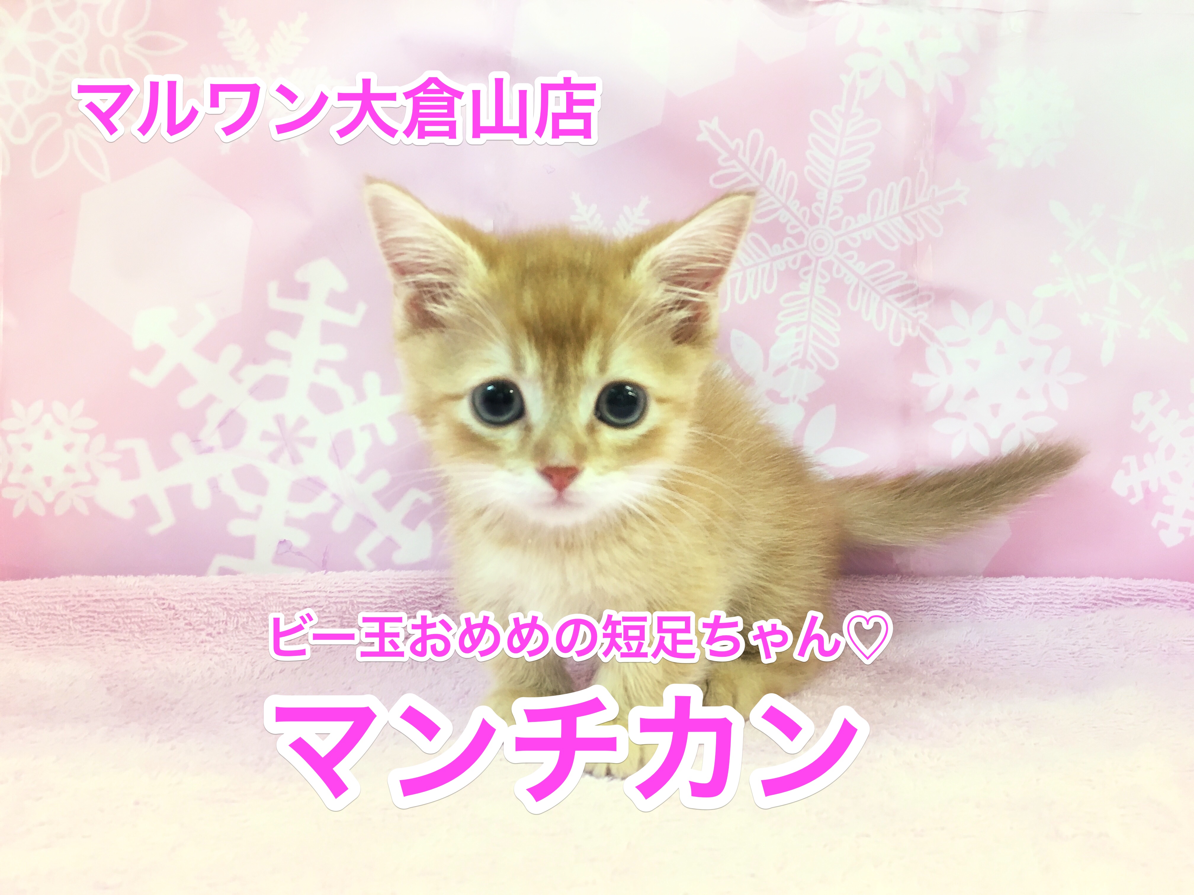 大倉山店No.6130534:ビー玉の様な大きな瞳の短足マンチカン君がやって来た!!