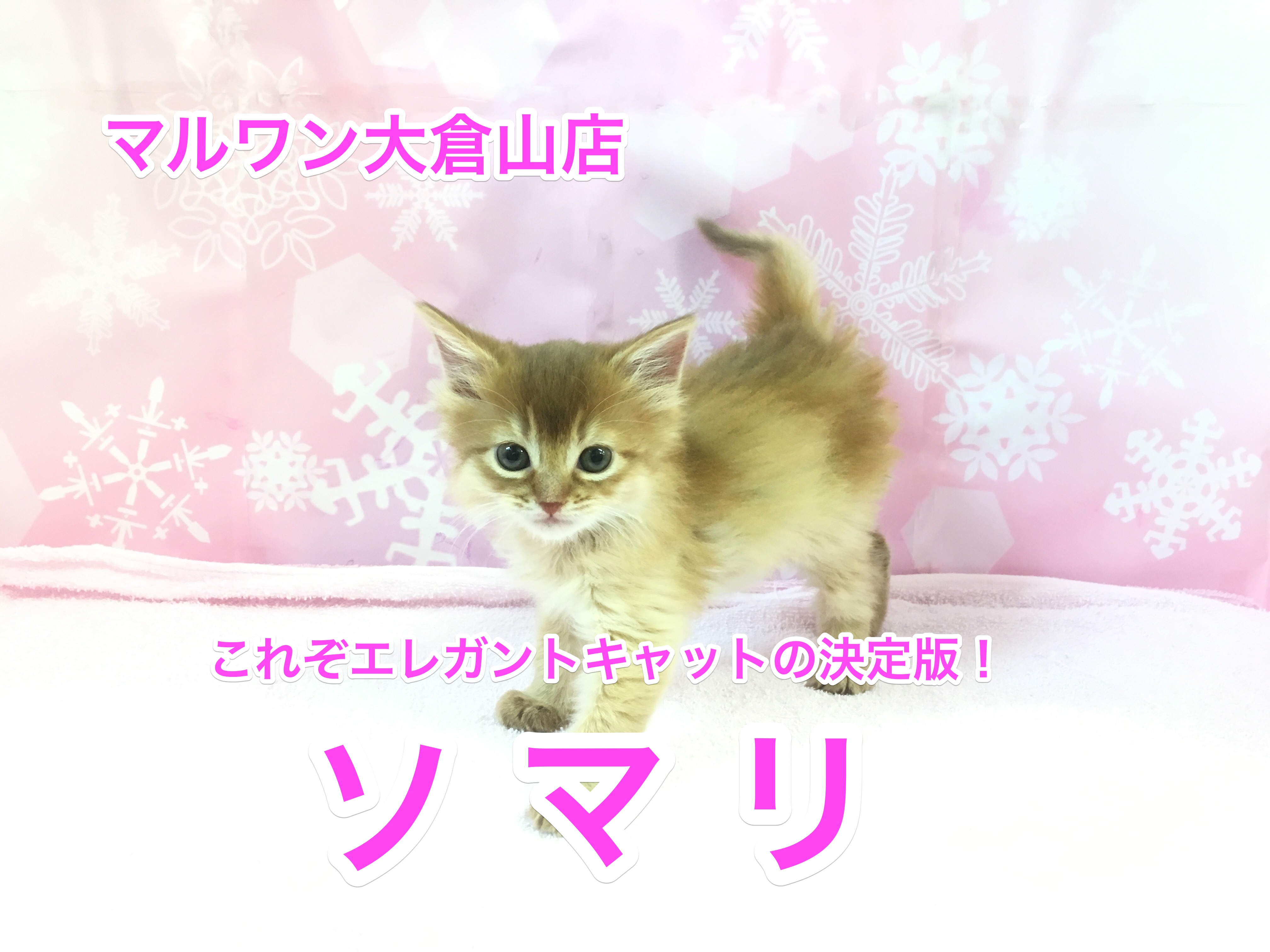 大倉山店No.6130535：注目のクレオパトラライン！美ソマリ登場！