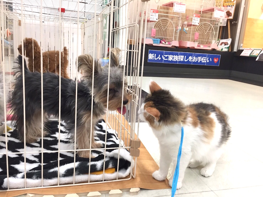 ノルウェージャンフォレストキャット ワン友が沢山 - マルワン港北NT店