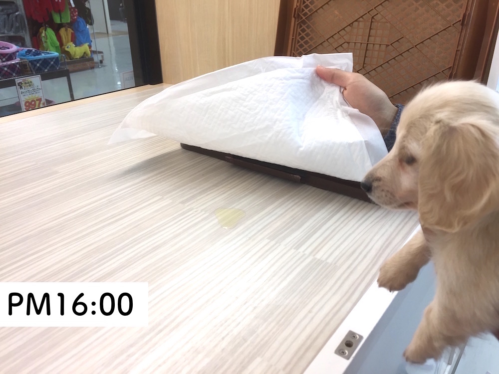 ミニチュア・ダックスフント PM16:00 - マルワン今宿店