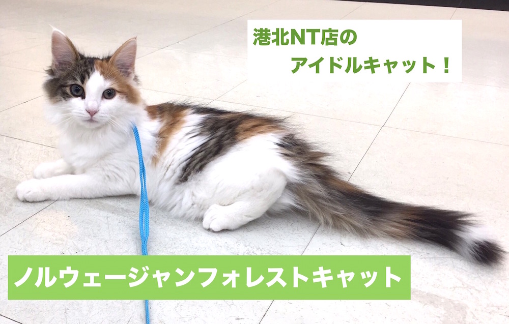 港北NT店のアイドルキャット！美猫ノルウェージャンフォレストキャット！