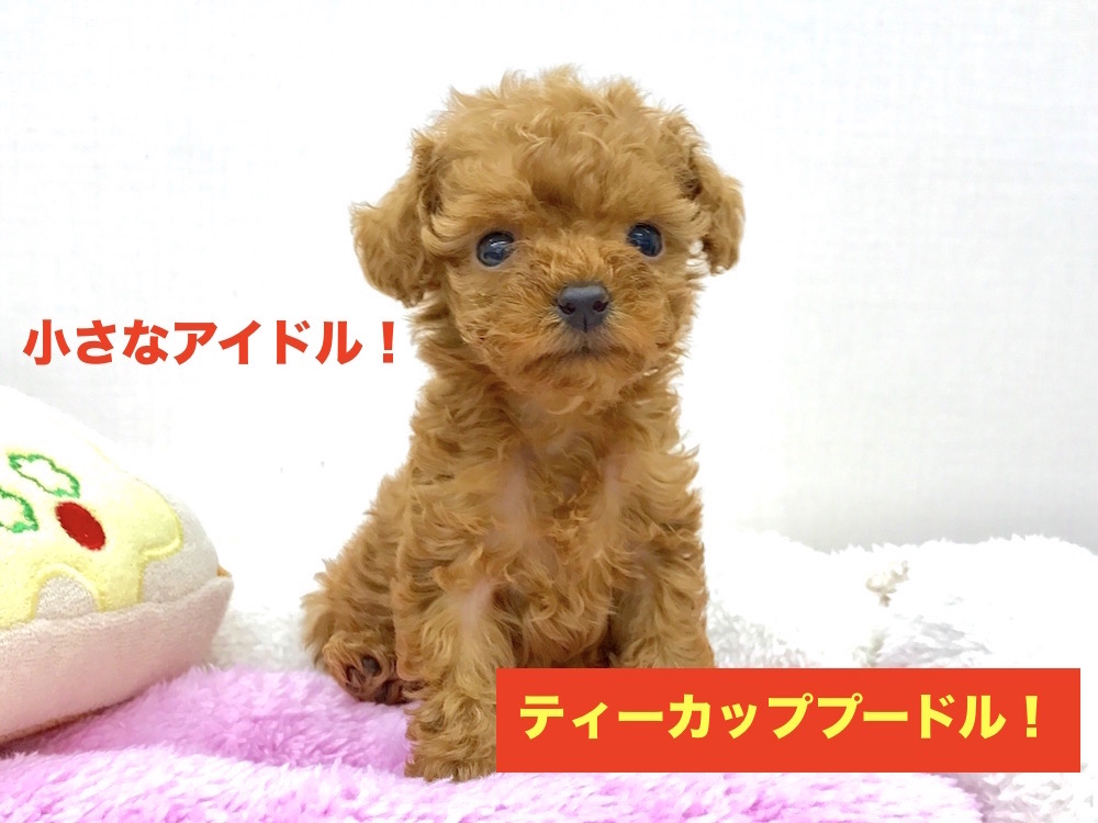 本羽田店No.512424：本羽田店イチオシ！究極のティーカッププードルちゃん！