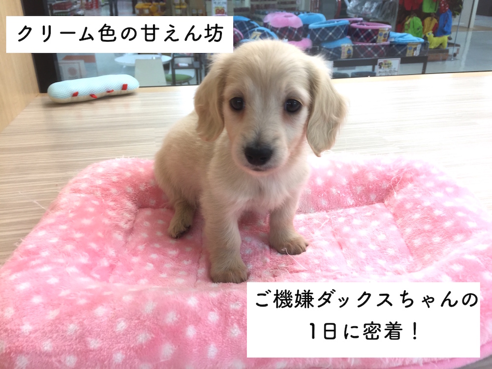 ミニチュア・ダックスフント - マルワン今宿店
