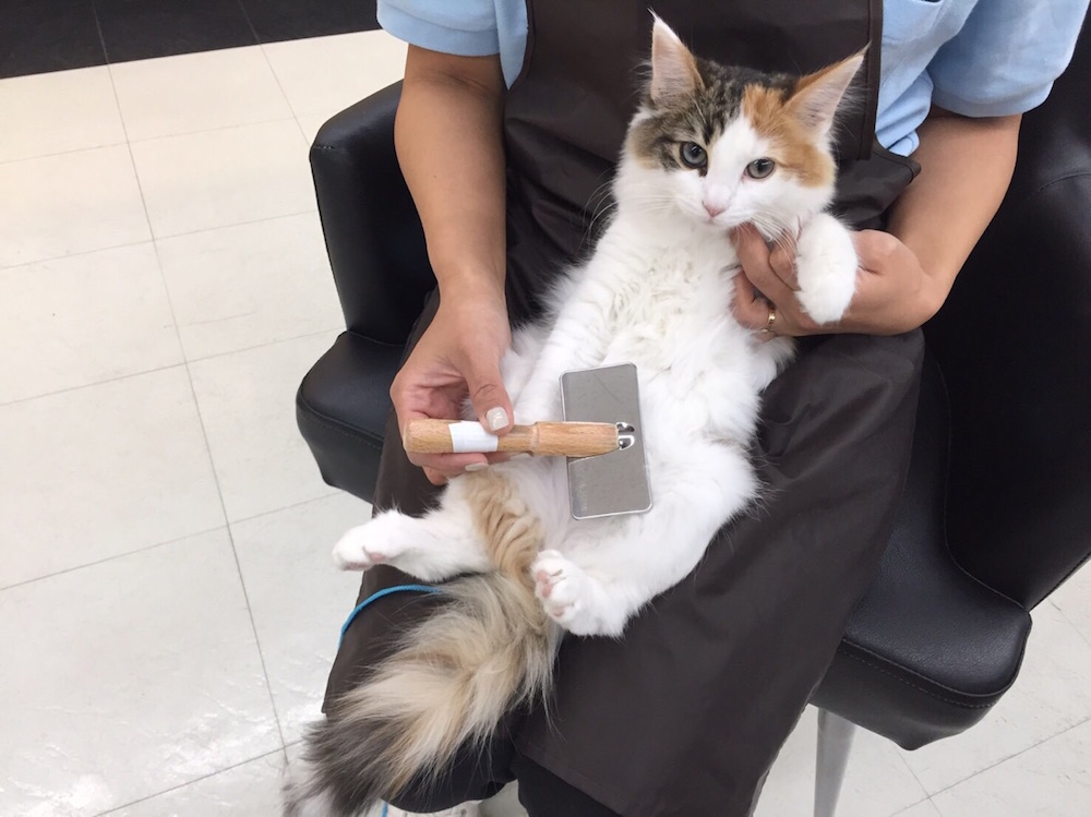 ノルウェージャンフォレストキャット 膝に乗せてブラッシング - マルワン港北NT店