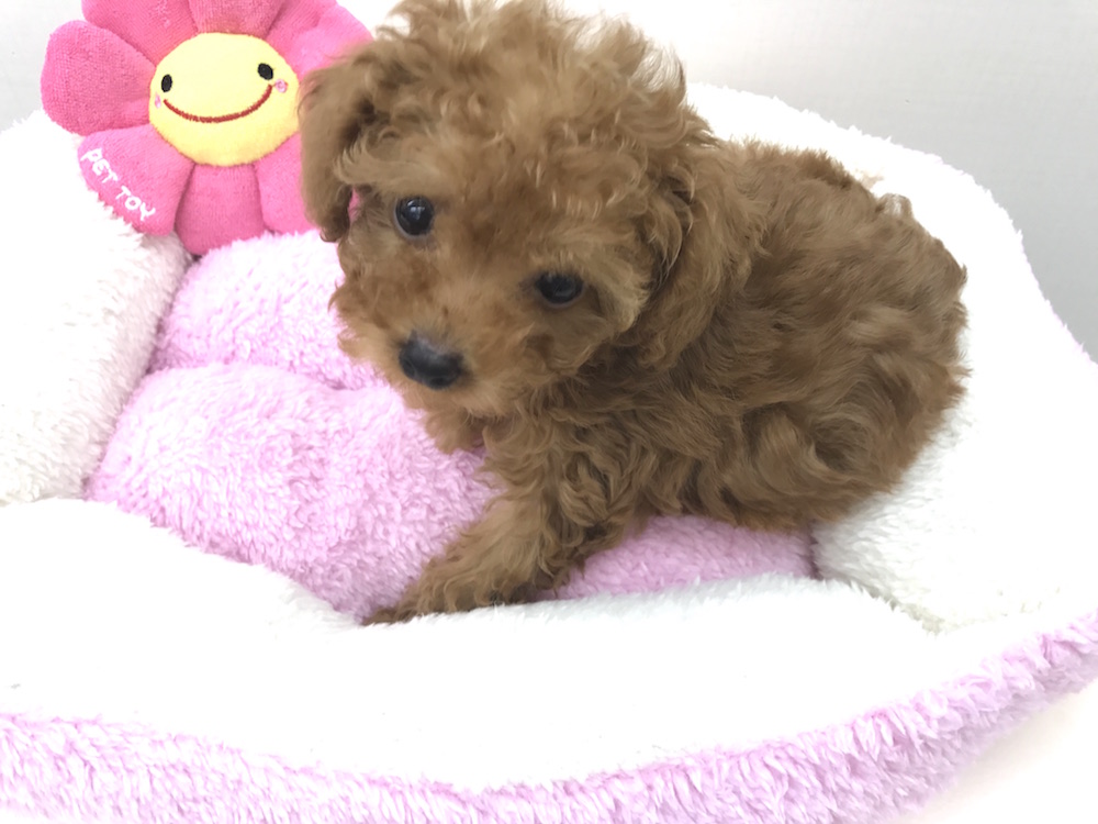 2/14現在（生後3ヶ月弱）で、682ｇのとても小さな女の子 - ティーカッププードル - マルワン本羽田店