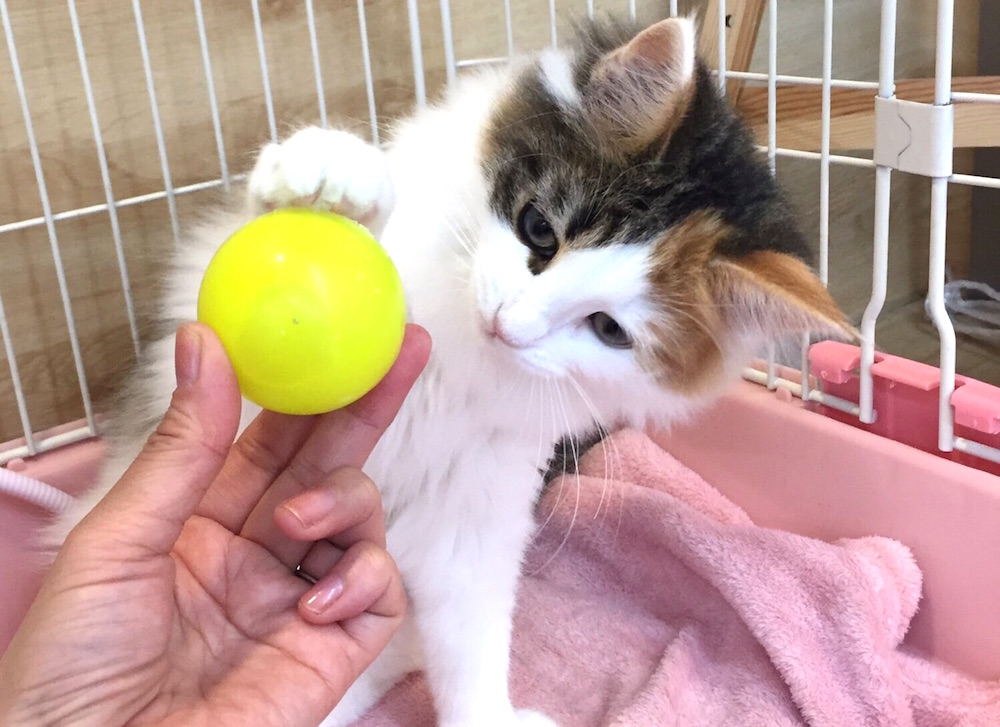 ノルウェージャンフォレストキャット ワンちゃんとも仲良くなれちゃう社交的な猫ちゃん - マルワン港北NT店