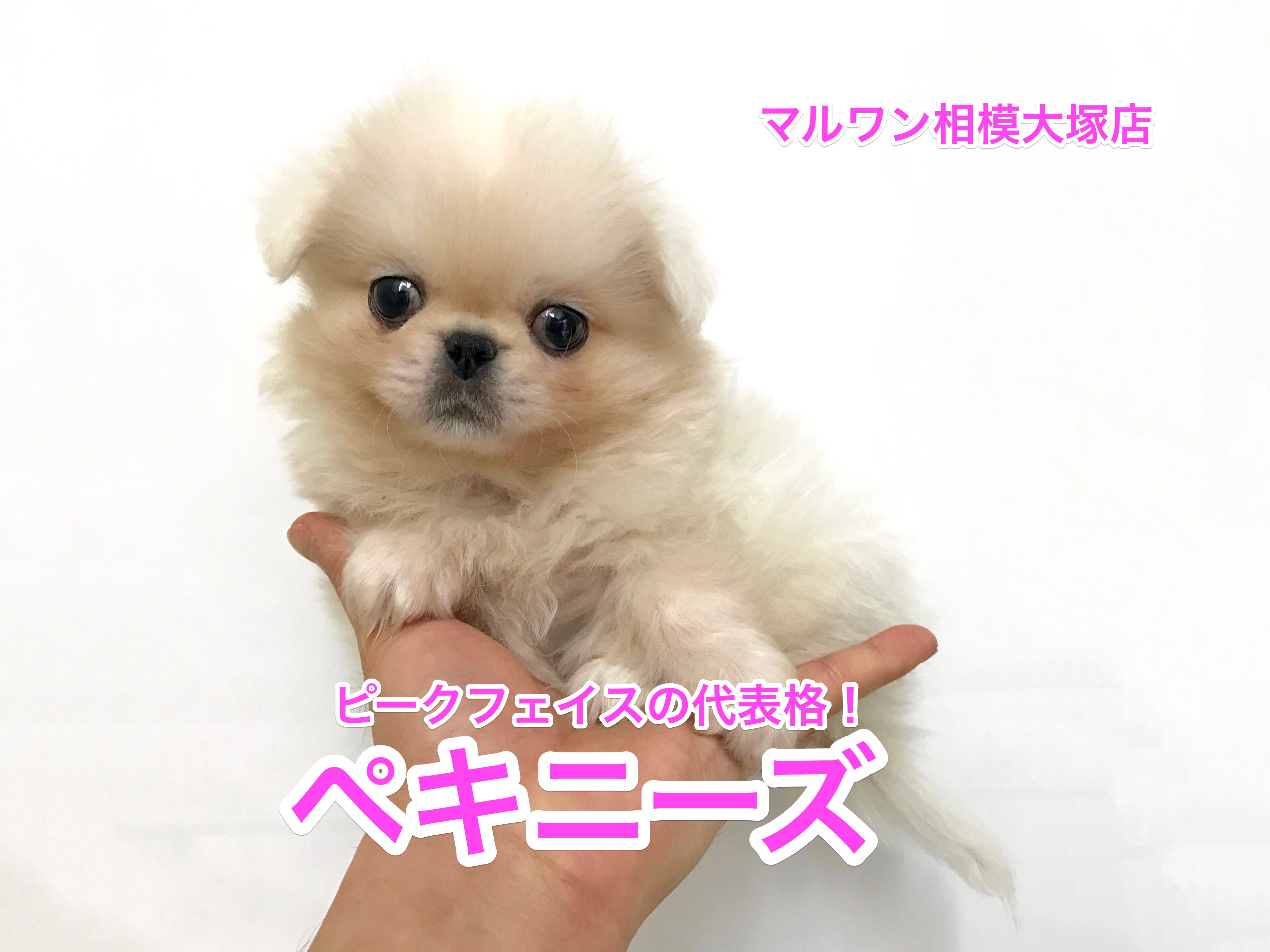 相模大塚店No.814351：柔らかマシュマロボディーのペキニーズくん！