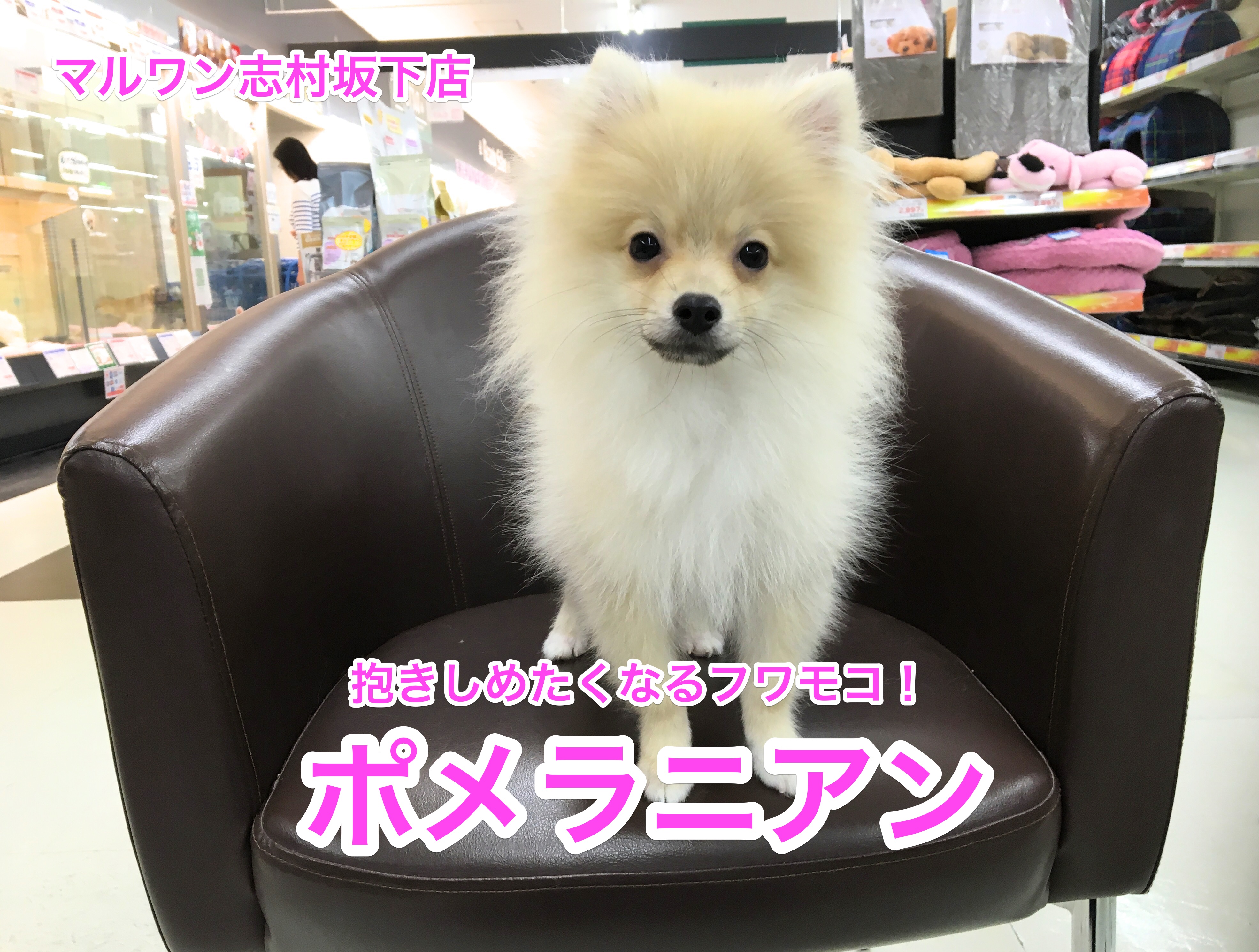 志村坂下店NO.914207：小さいお子さんがいるご家庭にオススメ！遊ぶのが大好きフワフワもこもこポメラニアン！