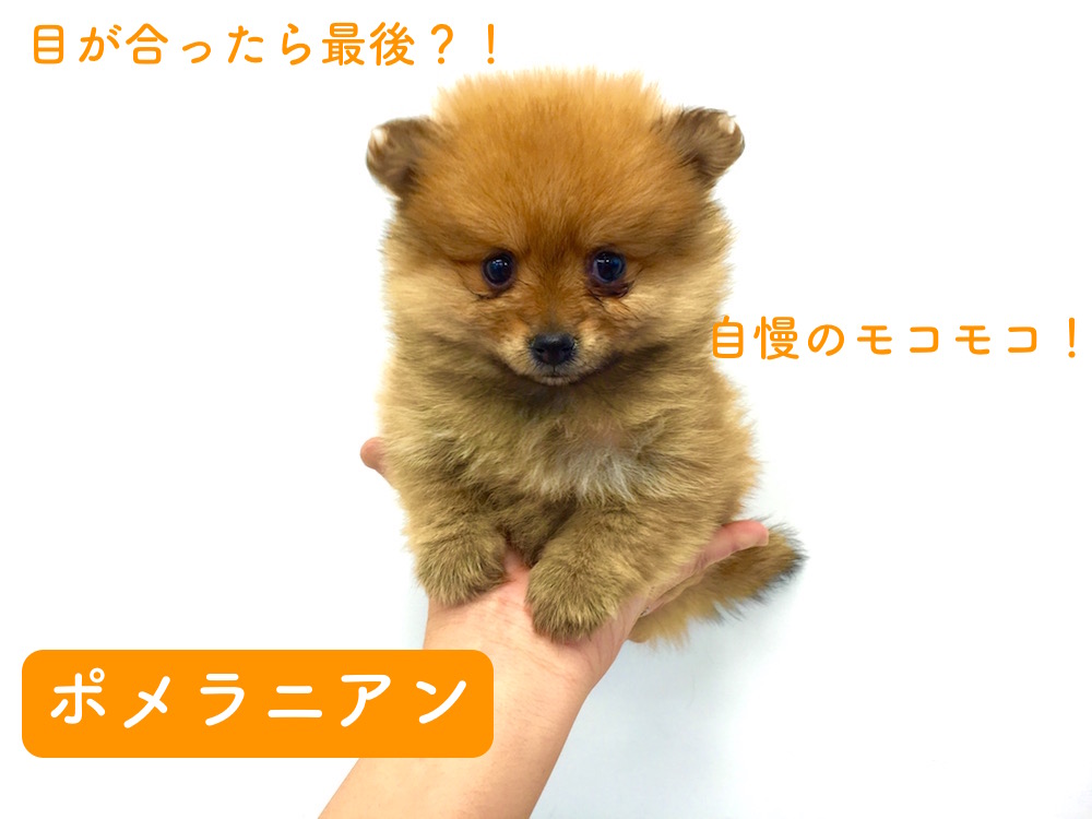 鶴見店No713455:目があったら最後？！鶴見店の秘蔵っ子・ポメラニアン！
