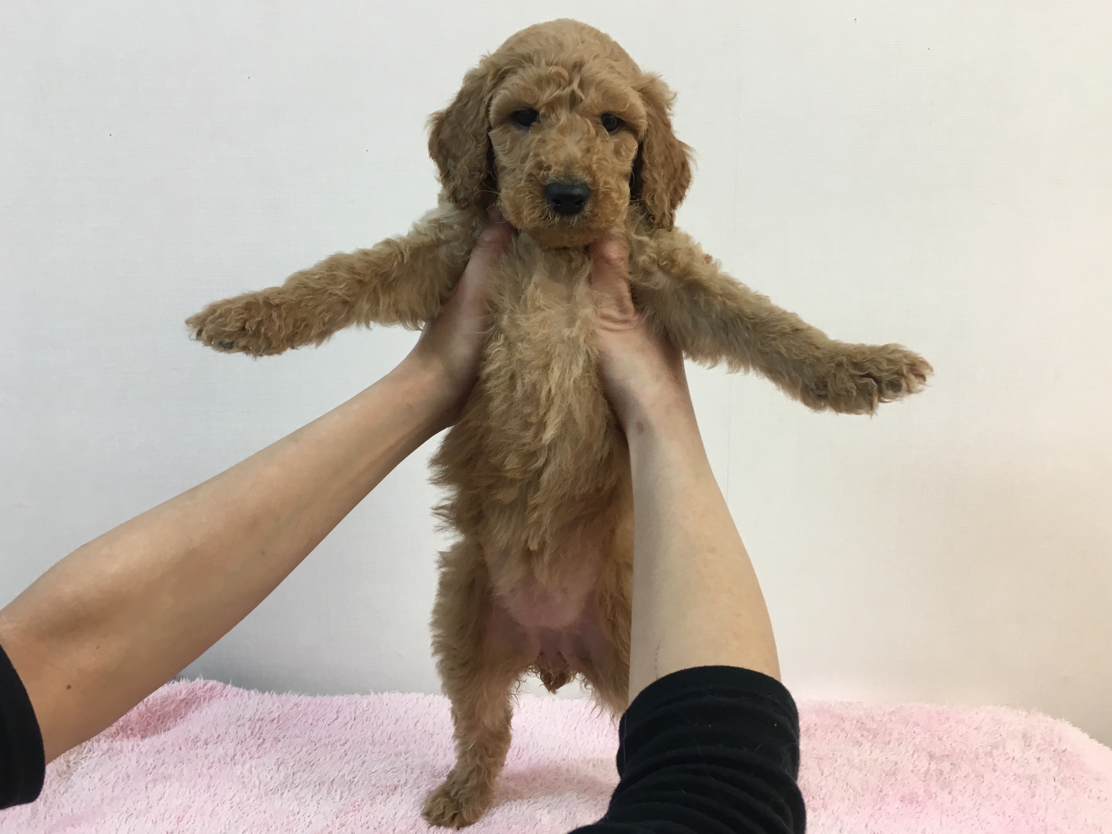 大型犬の醍醐味は「後ろから抱っこ」 - スタンダード・プードル - マルワン大倉山店