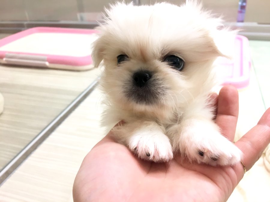 ペキちゃんと遊んでみよう | ペキニーズ - マルワン大倉山店