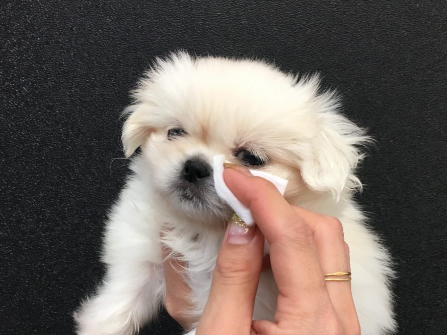 鼻のお掃除 | ペキニーズ - マルワン大倉山店