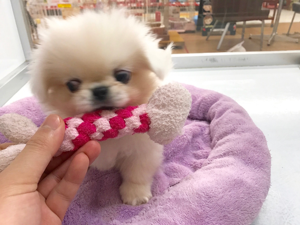 おすまししてクール表情 | ペギニーズ - マルワン相模大塚店