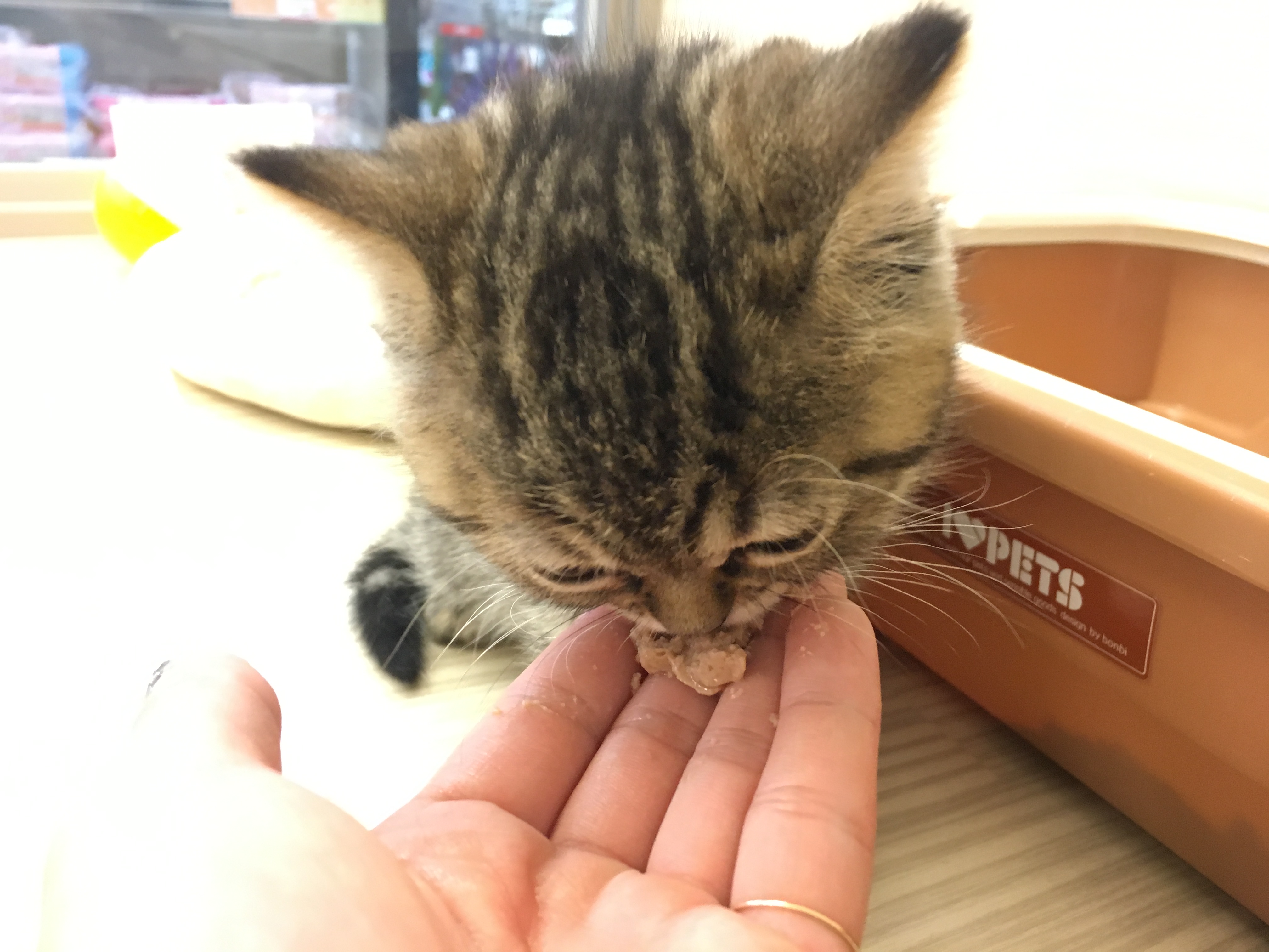ミヌエットちゃんと遊ぼう - マルワン大倉山店