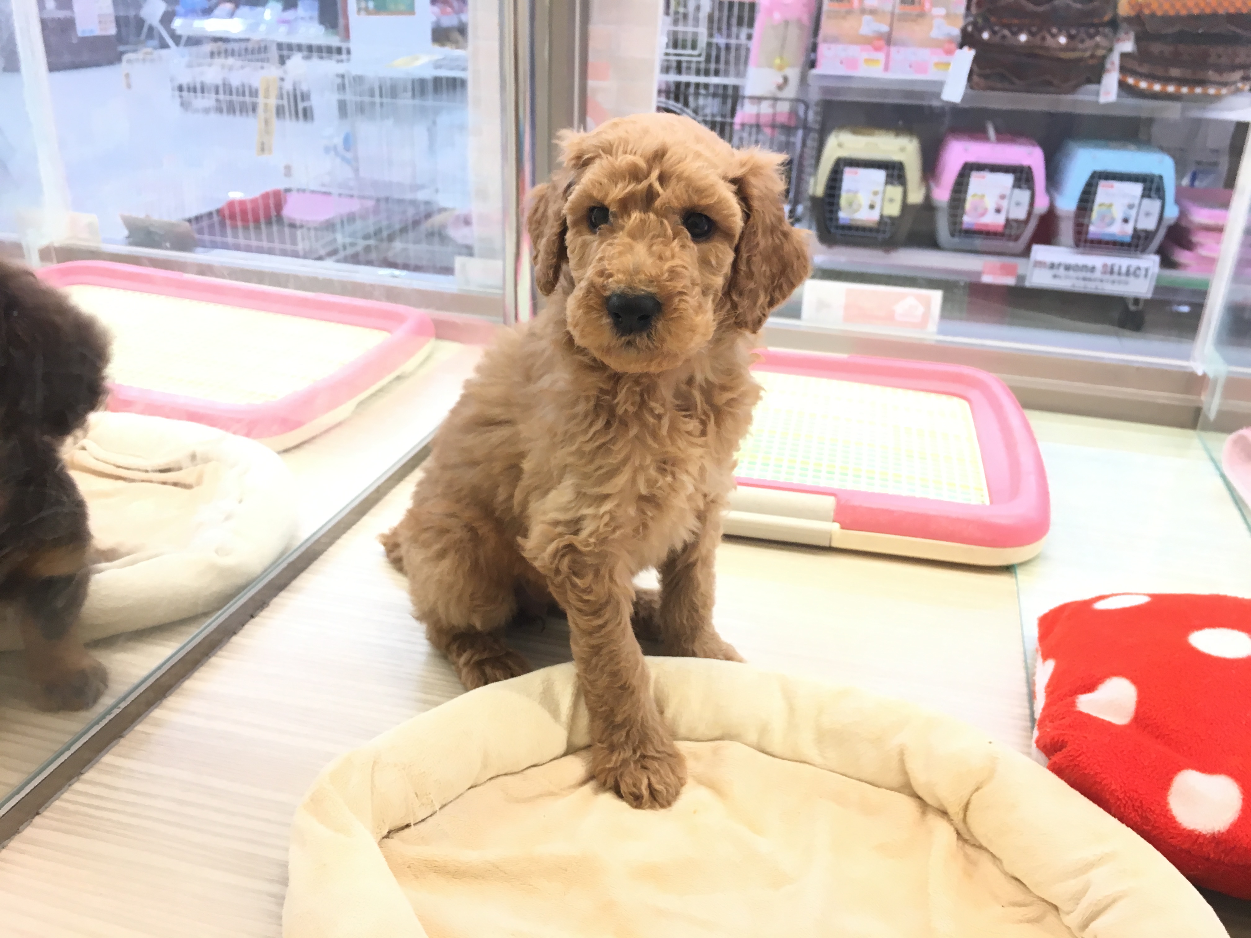 お散歩で健康維持 - スタンダード・プードル - マルワン大倉山店