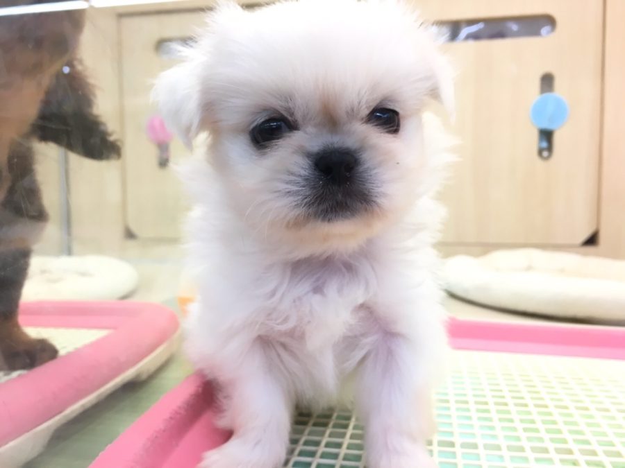 独特な歩き方に釘付け | ペキニーズ - マルワン大倉山店