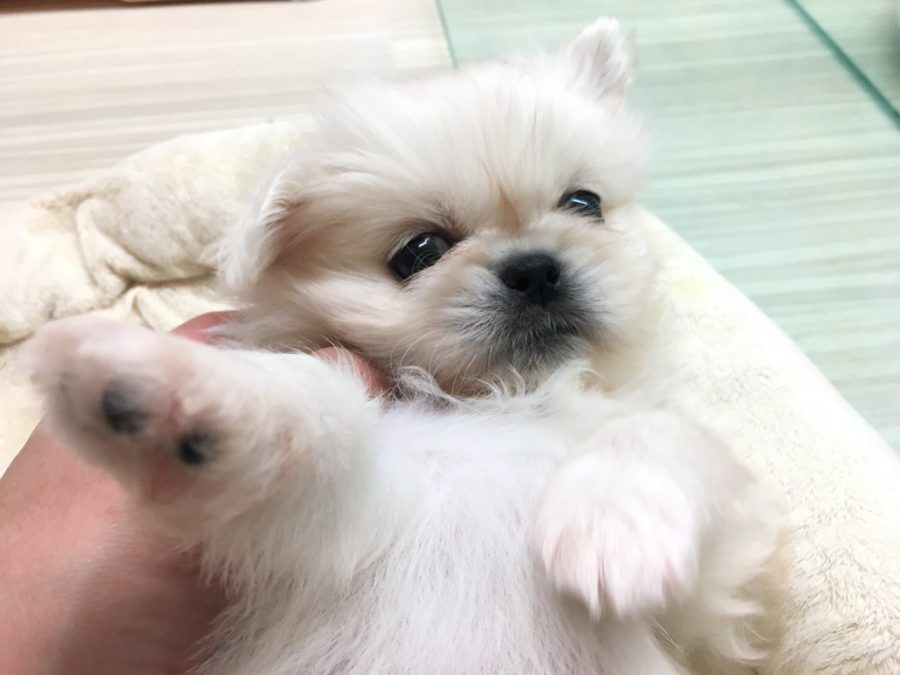 ひっくり返してみよう | ペキニーズ - マルワン大倉山店