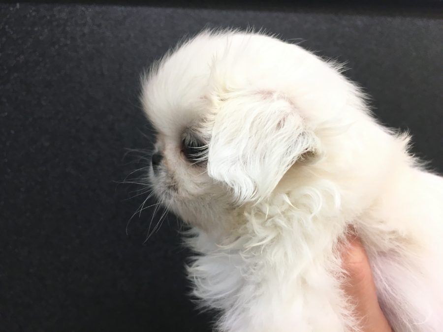 魅惑のピークフェイス | ペキニーズ - マルワン大倉山店