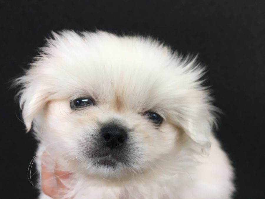 つやつやの被毛 | ペキニーズ - マルワン大倉山店