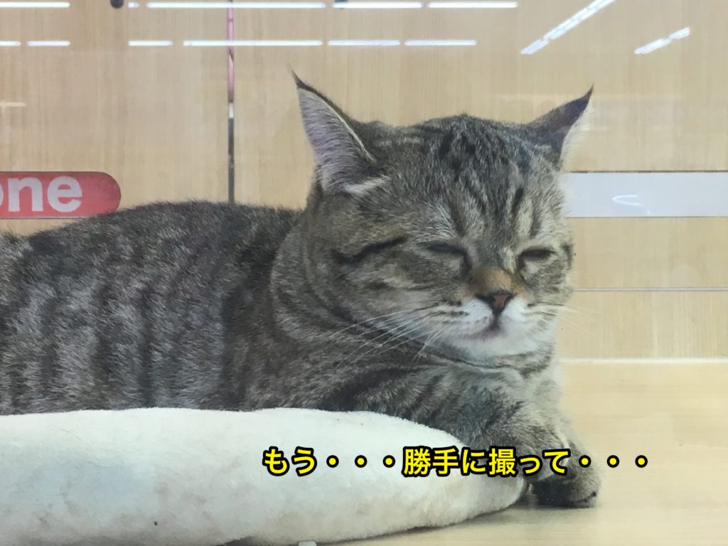 ミヌエットのおすすめポイント - その動きは究極の「癒やし」
