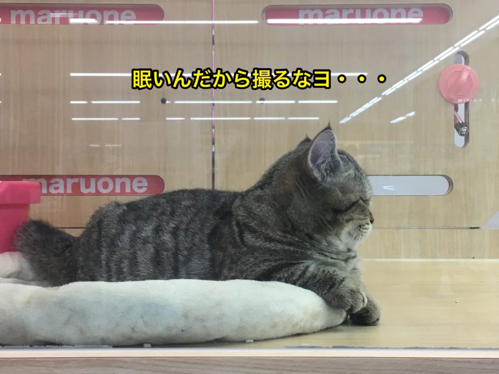 ミヌエットのおすすめポイント - その動きは究極の「癒やし」