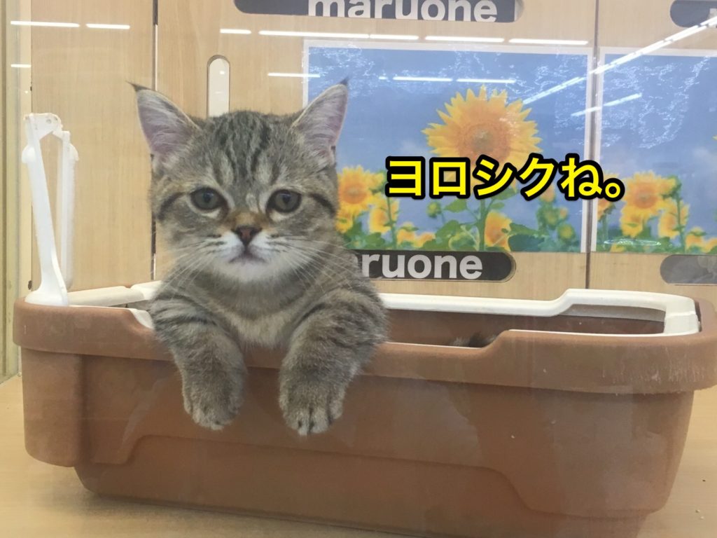 ミヌエットのおすすめポイント - その動きは究極の「癒やし」