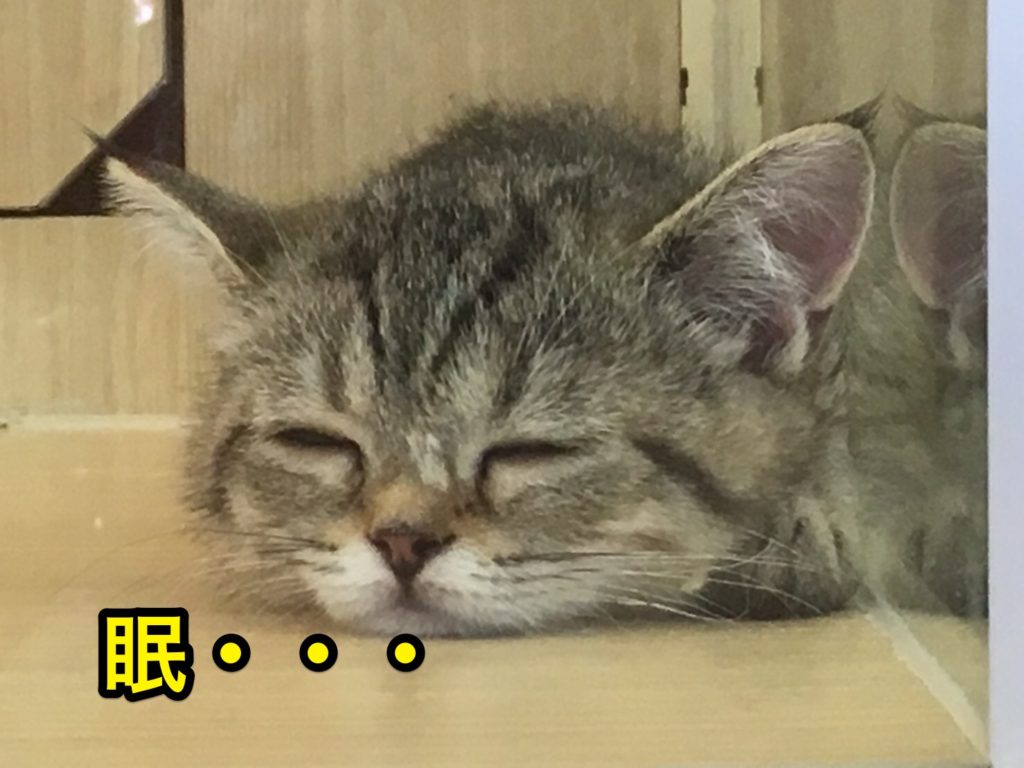ミヌエットのおすすめポイント - その動きは究極の「癒やし」