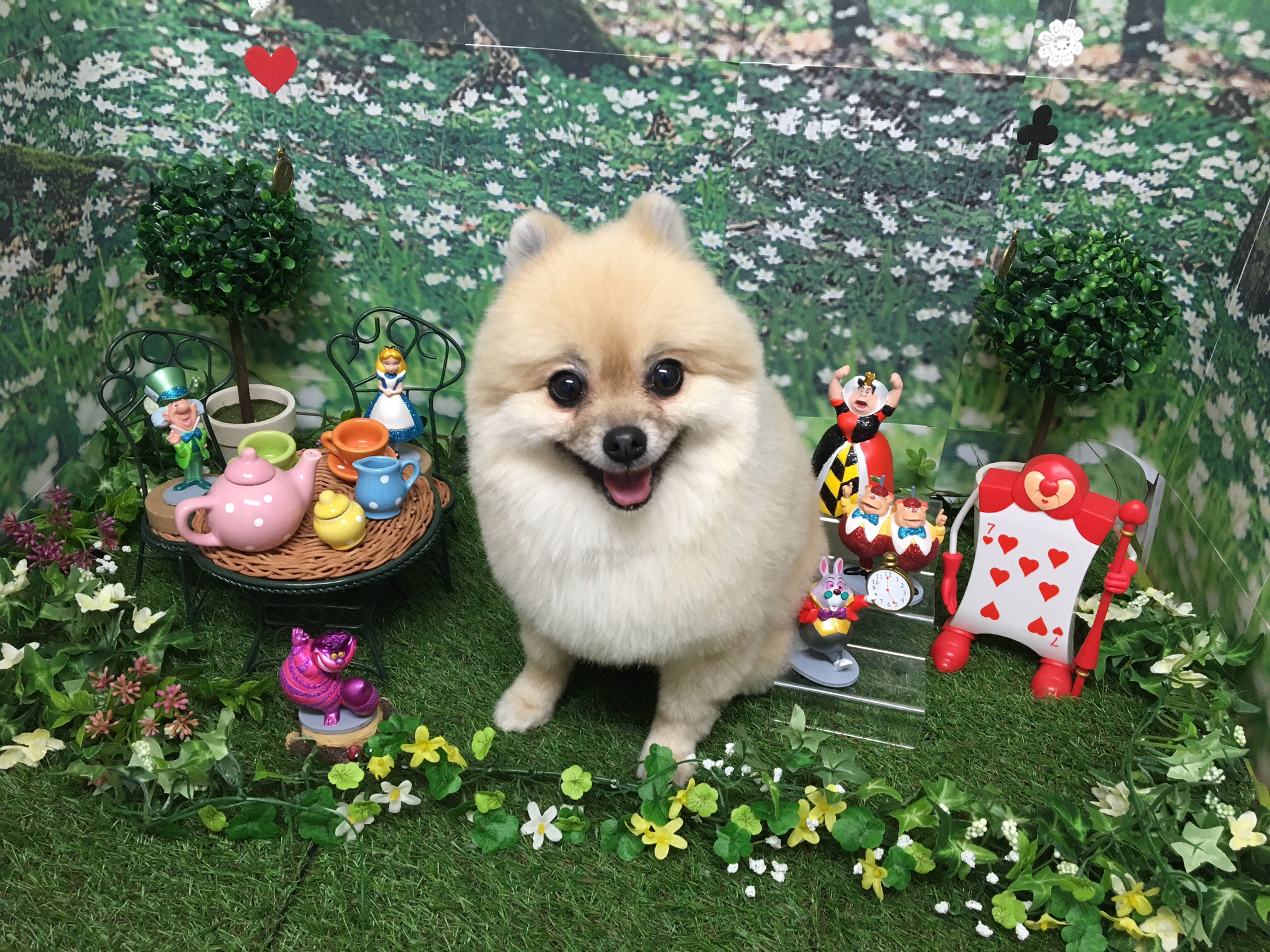  | ポメラニアン - マルワン志村坂下店