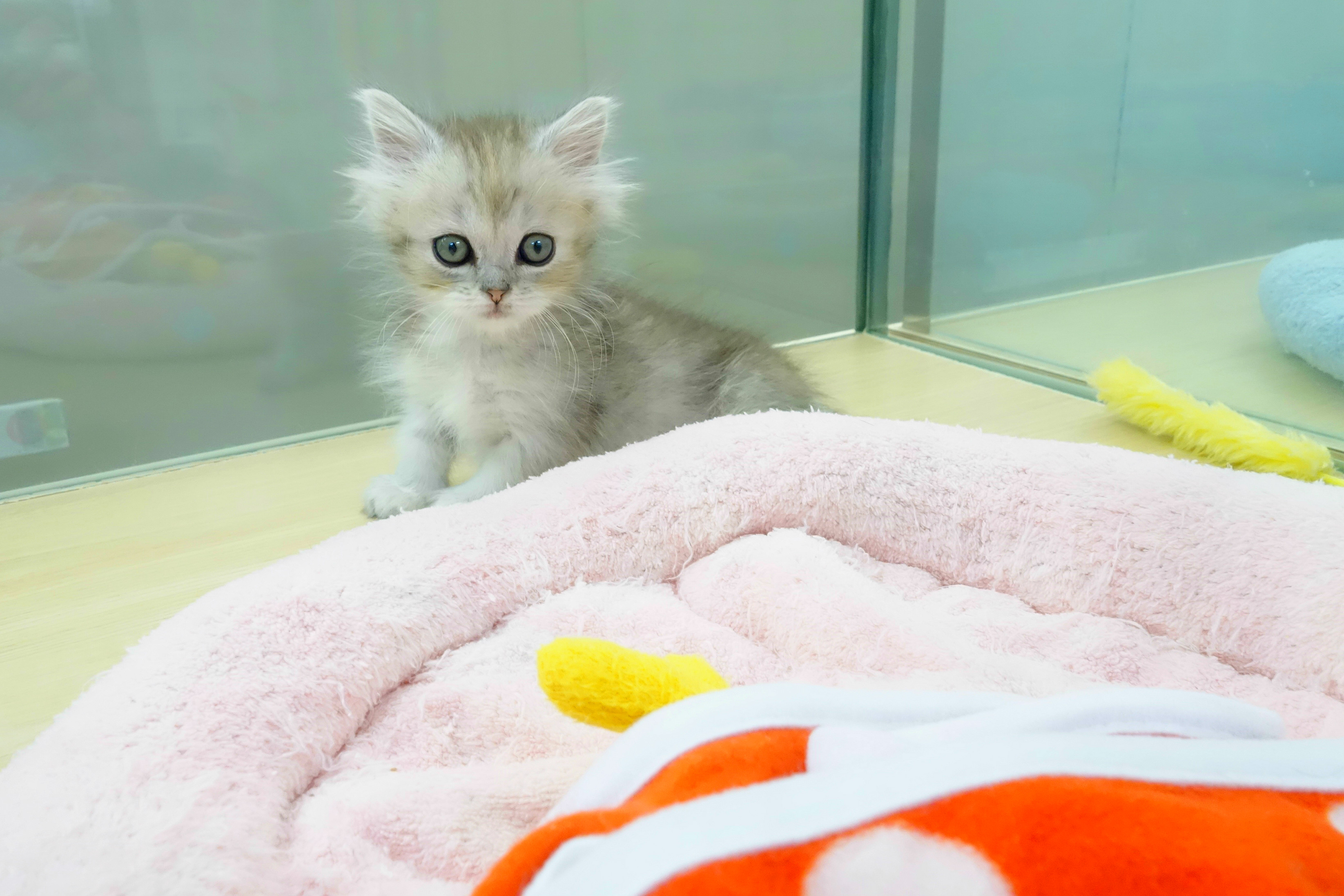 マンチカン - マルワン武蔵浦和店