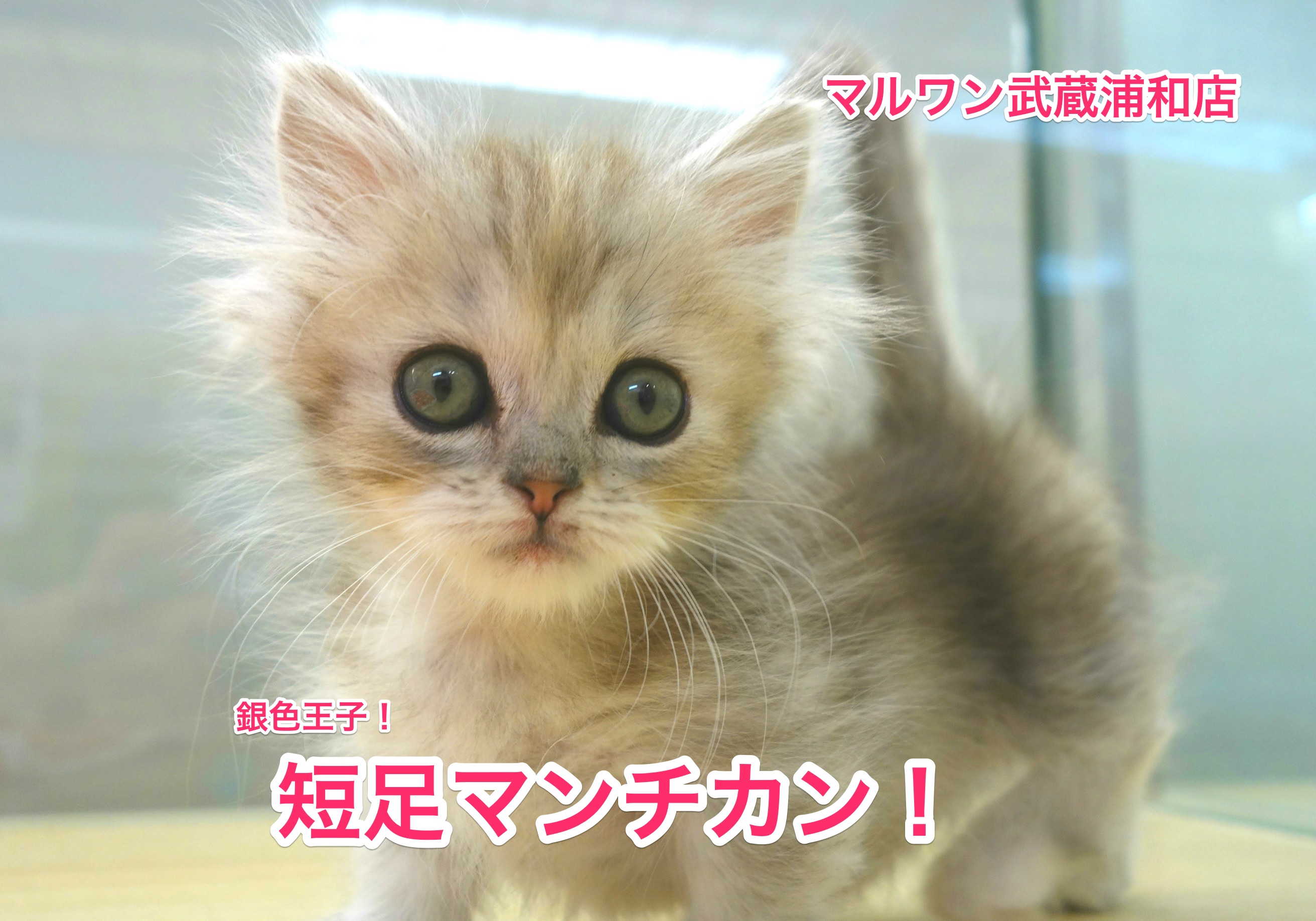 「銀色王子」短足マンチカンがやってきた！