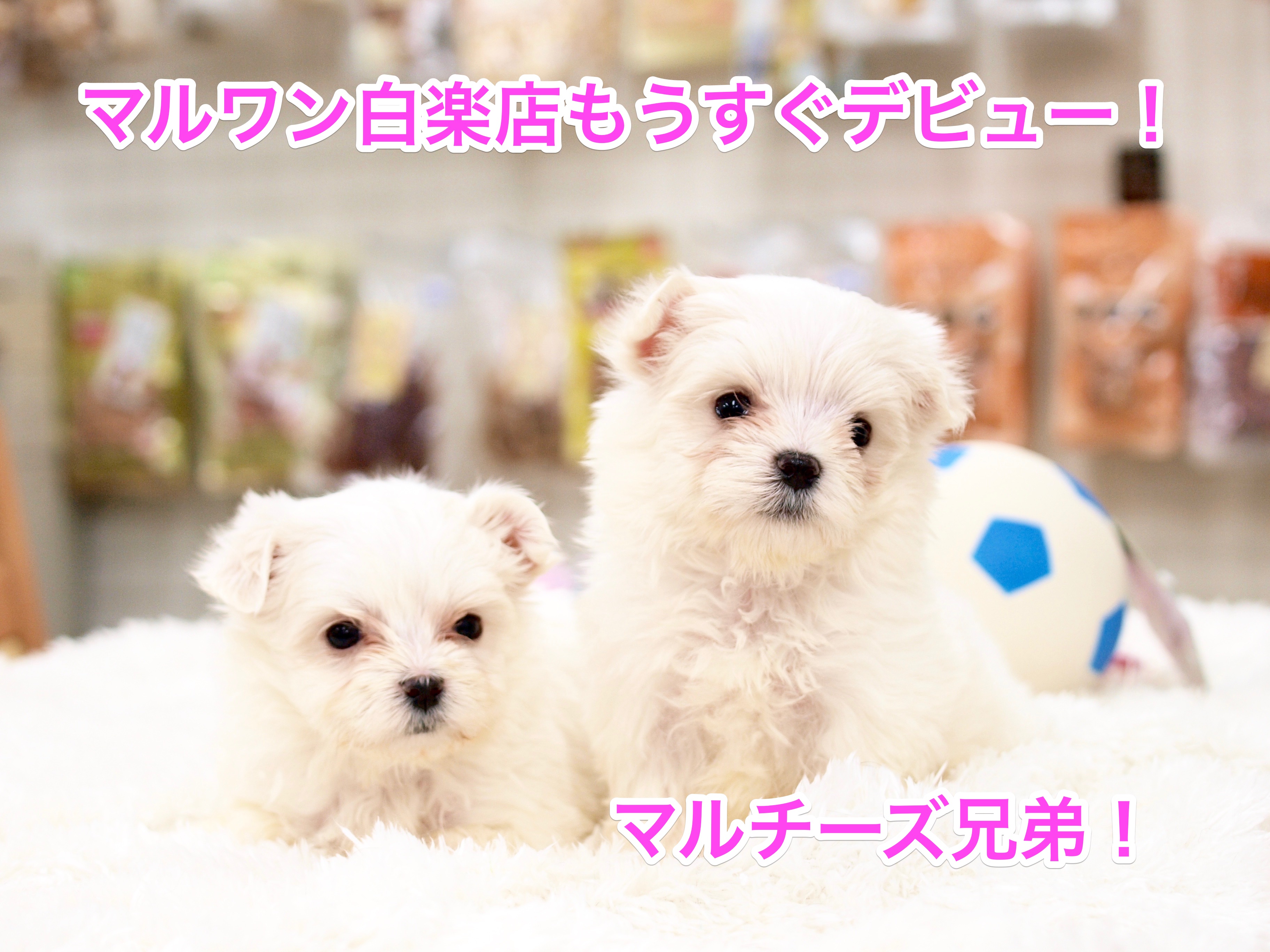 白楽店もうすぐデビュー！愛玩犬の代表格！マルチーズ兄弟！