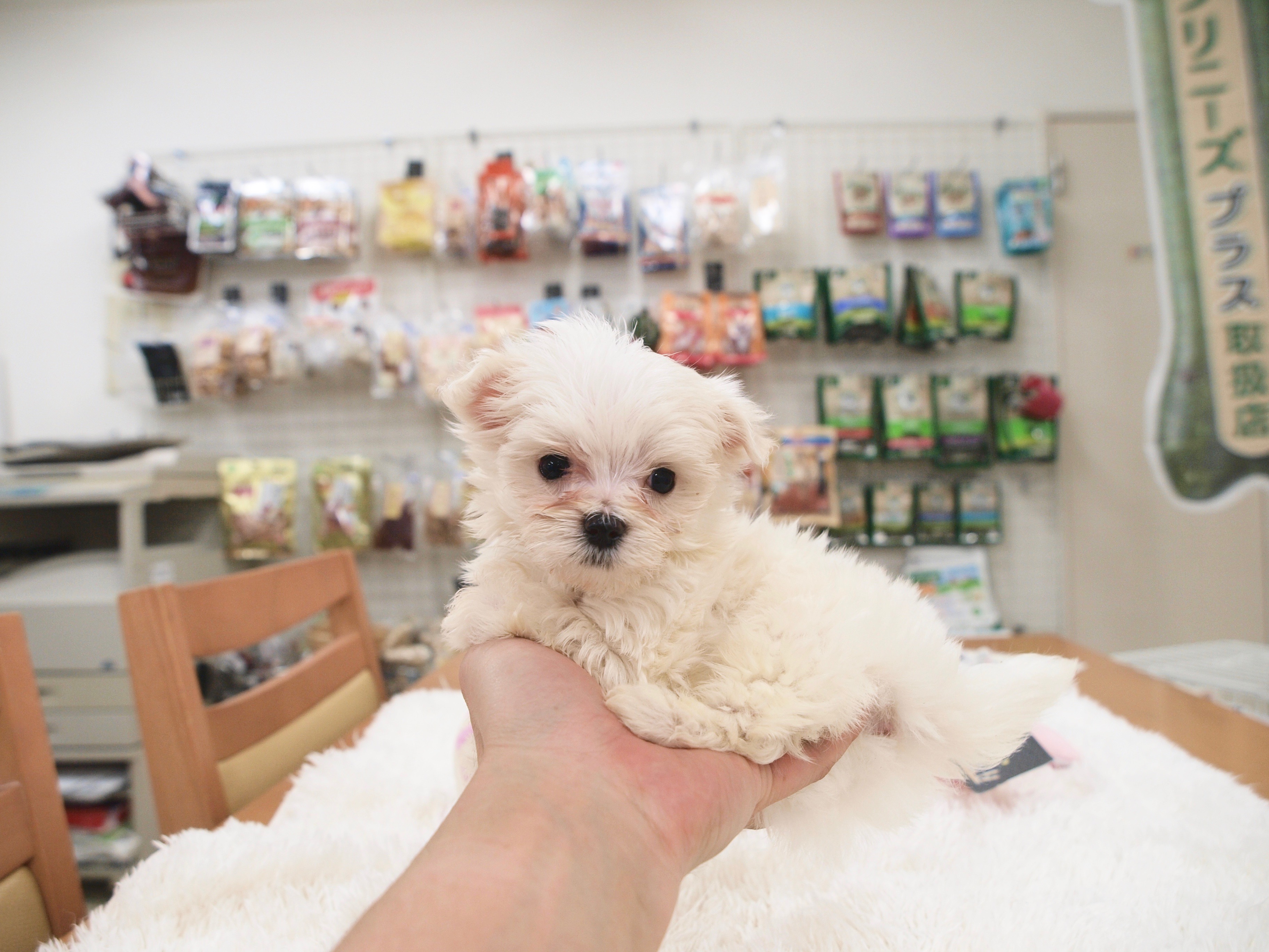 あえて言うならこちらがお兄ちゃんタイプ？ - マルチーズ兄弟 - マルワン白楽店