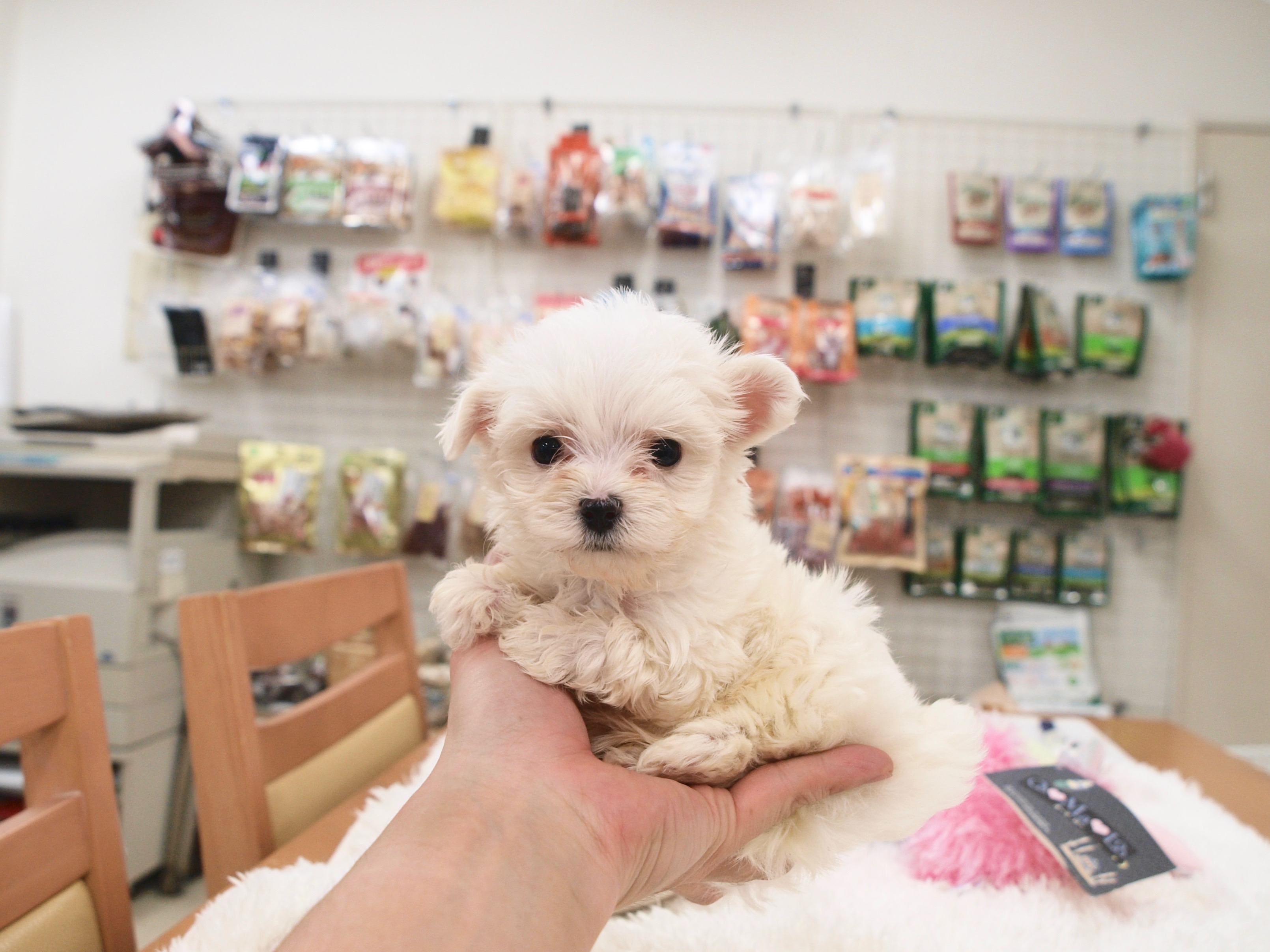 弟ちゃんは守ってあげたい感じも♡ - マルチーズ兄弟 - マルワン白楽店