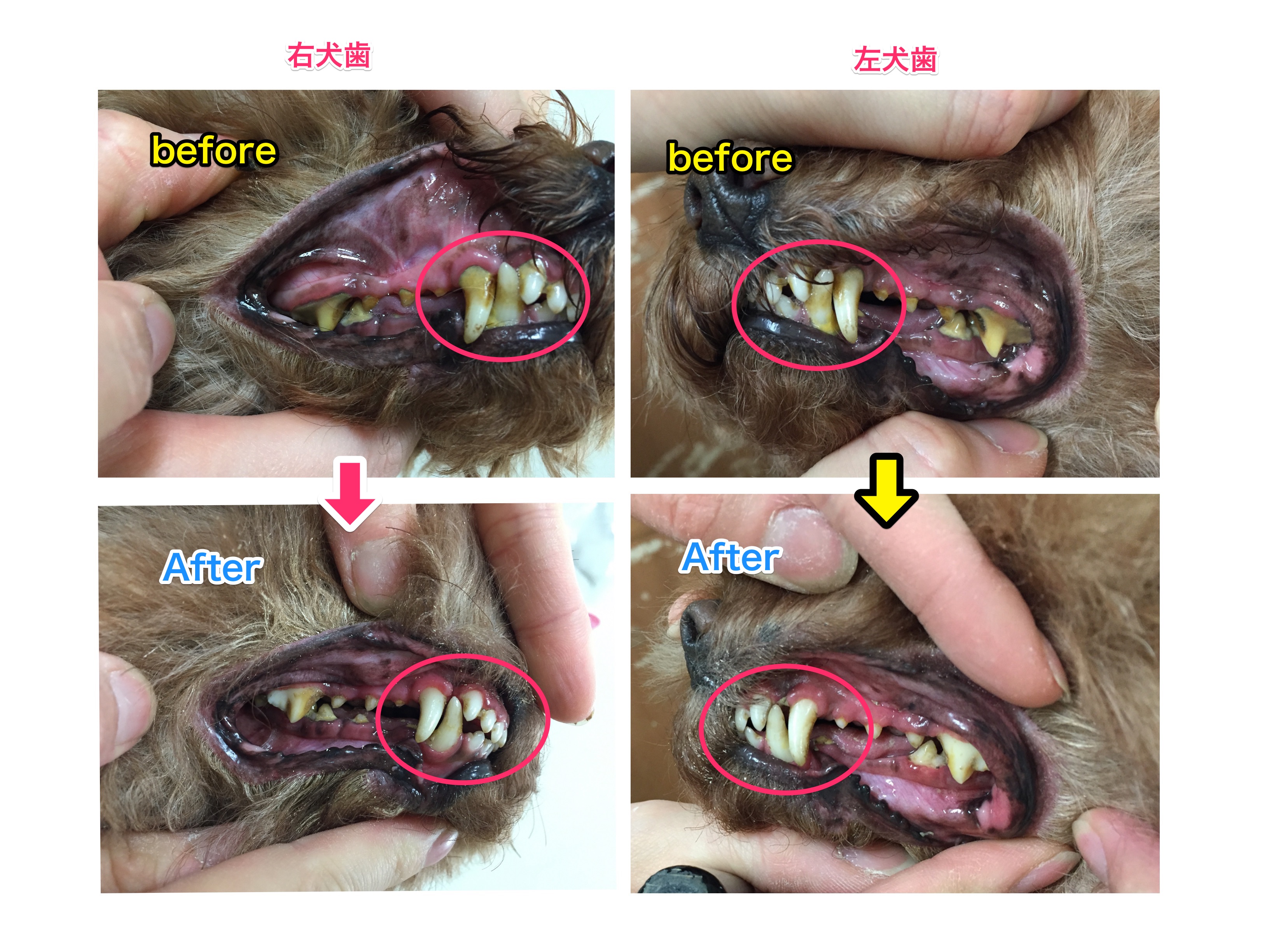 宮本ラムちゃん口腔ケアの使用後