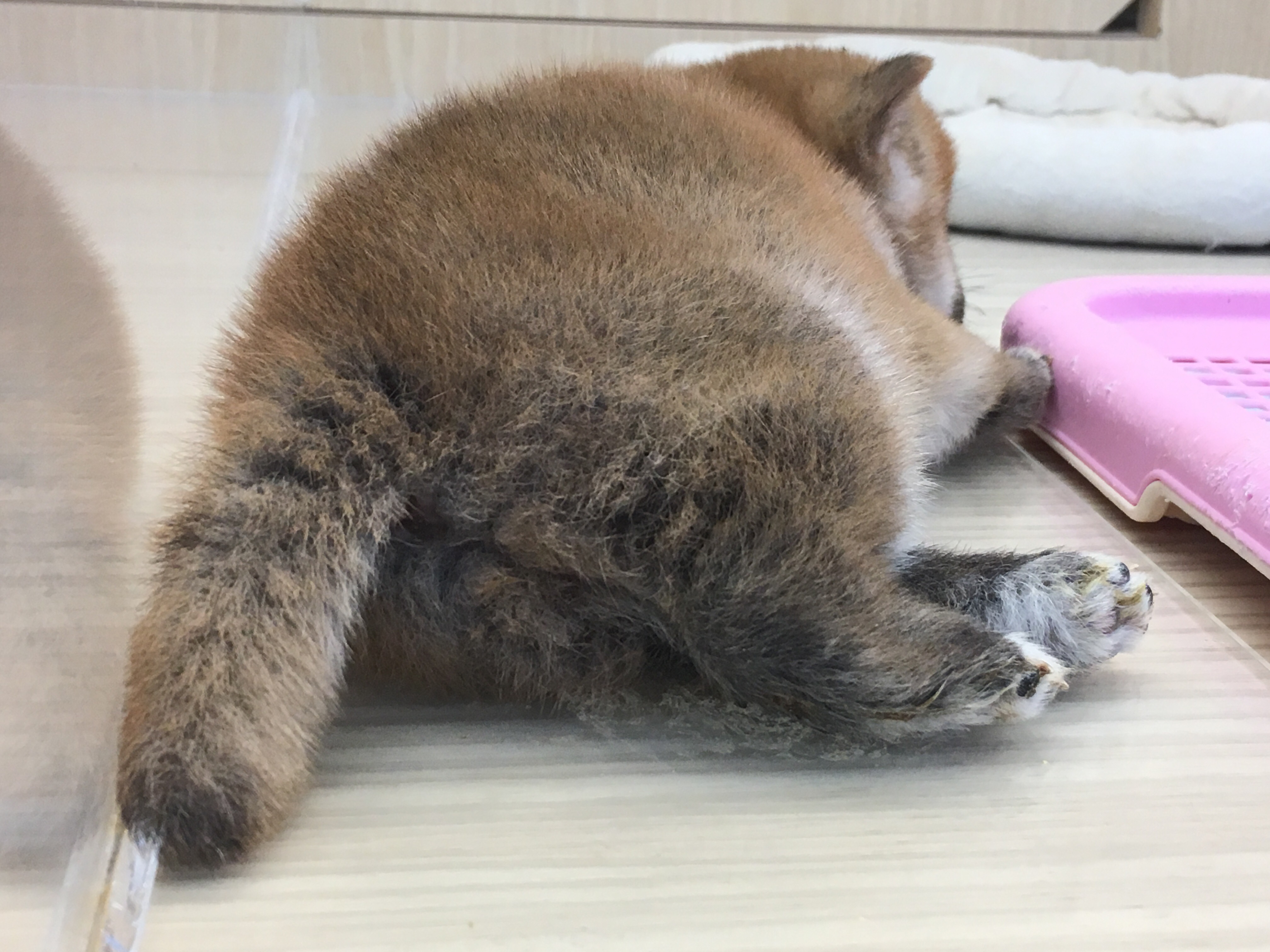 柴犬 バックショット - マルワン大倉山店