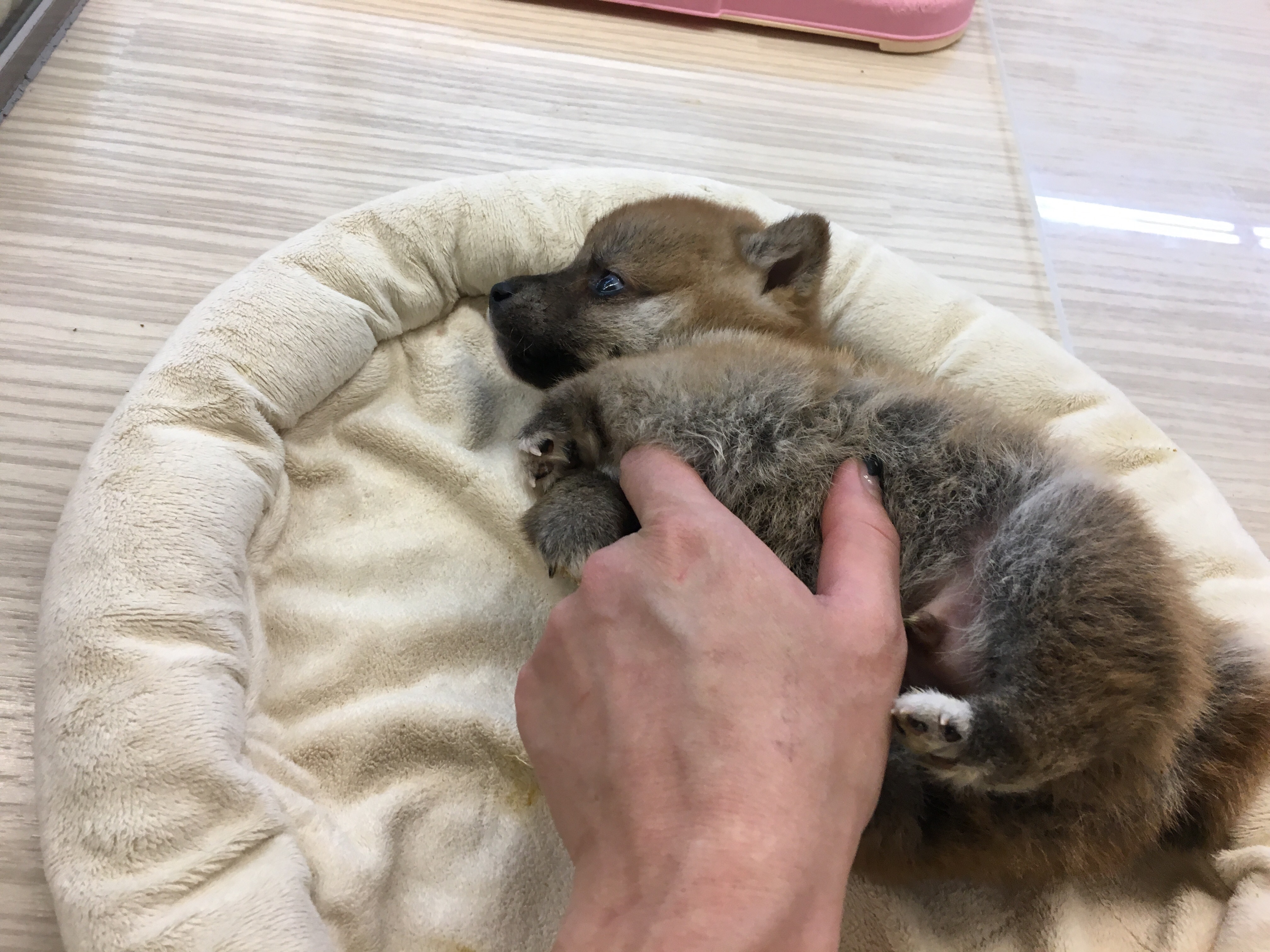 柴犬 困った表情 - マルワン大倉山店