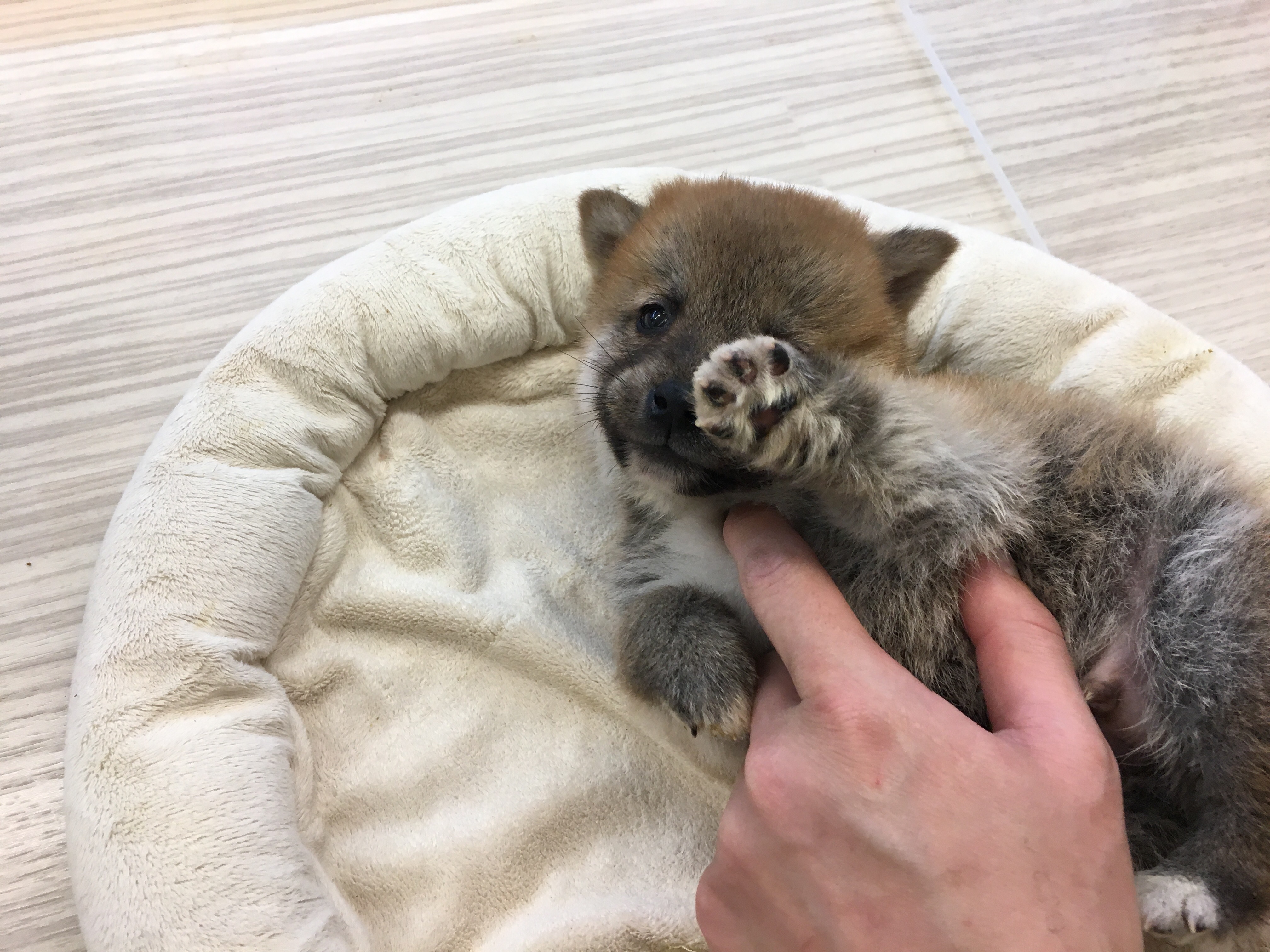 柴犬 スキンシップタイム - マルワン大倉山店