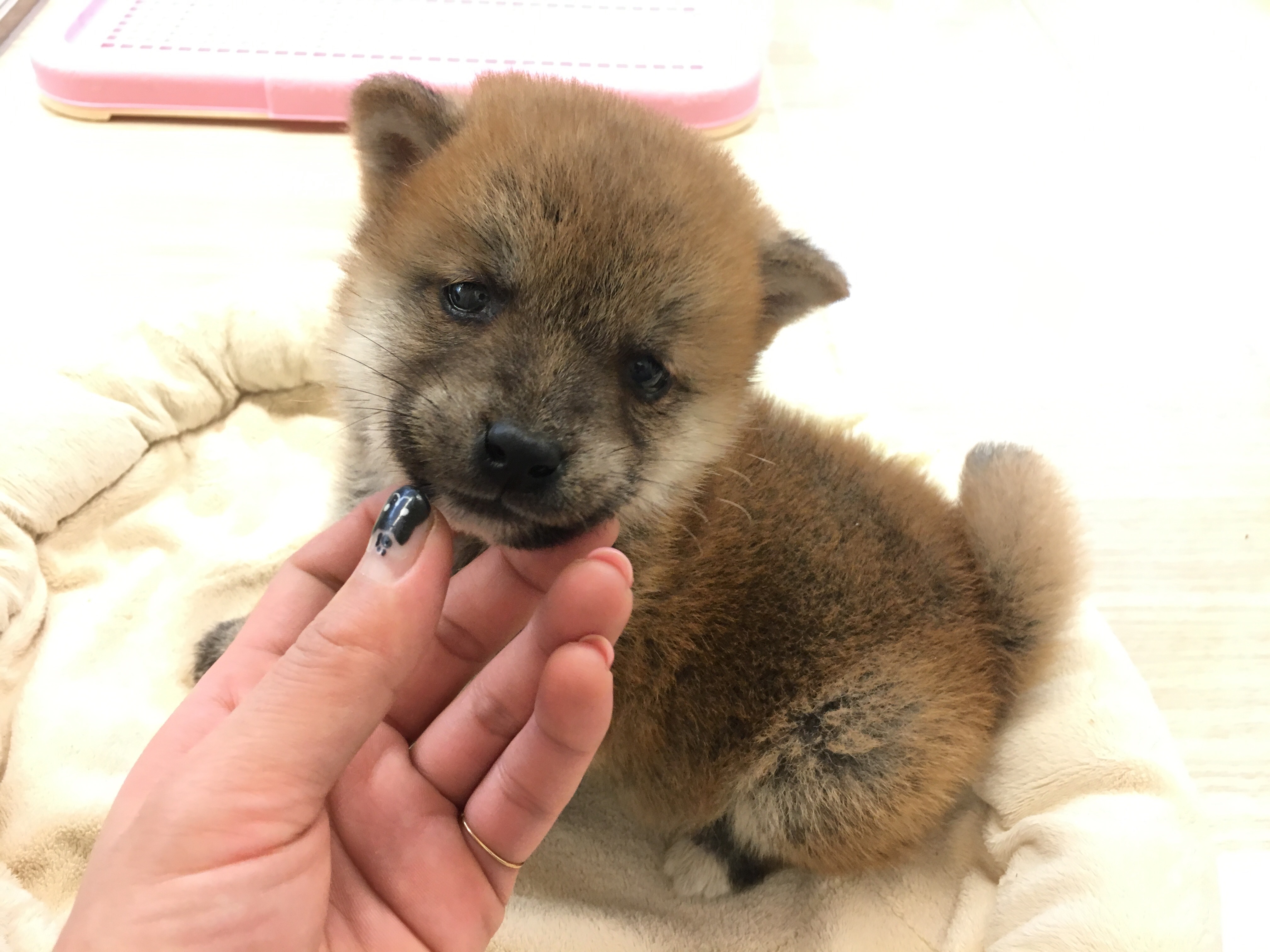 柴犬 豆柴サイズ - マルワン大倉山店