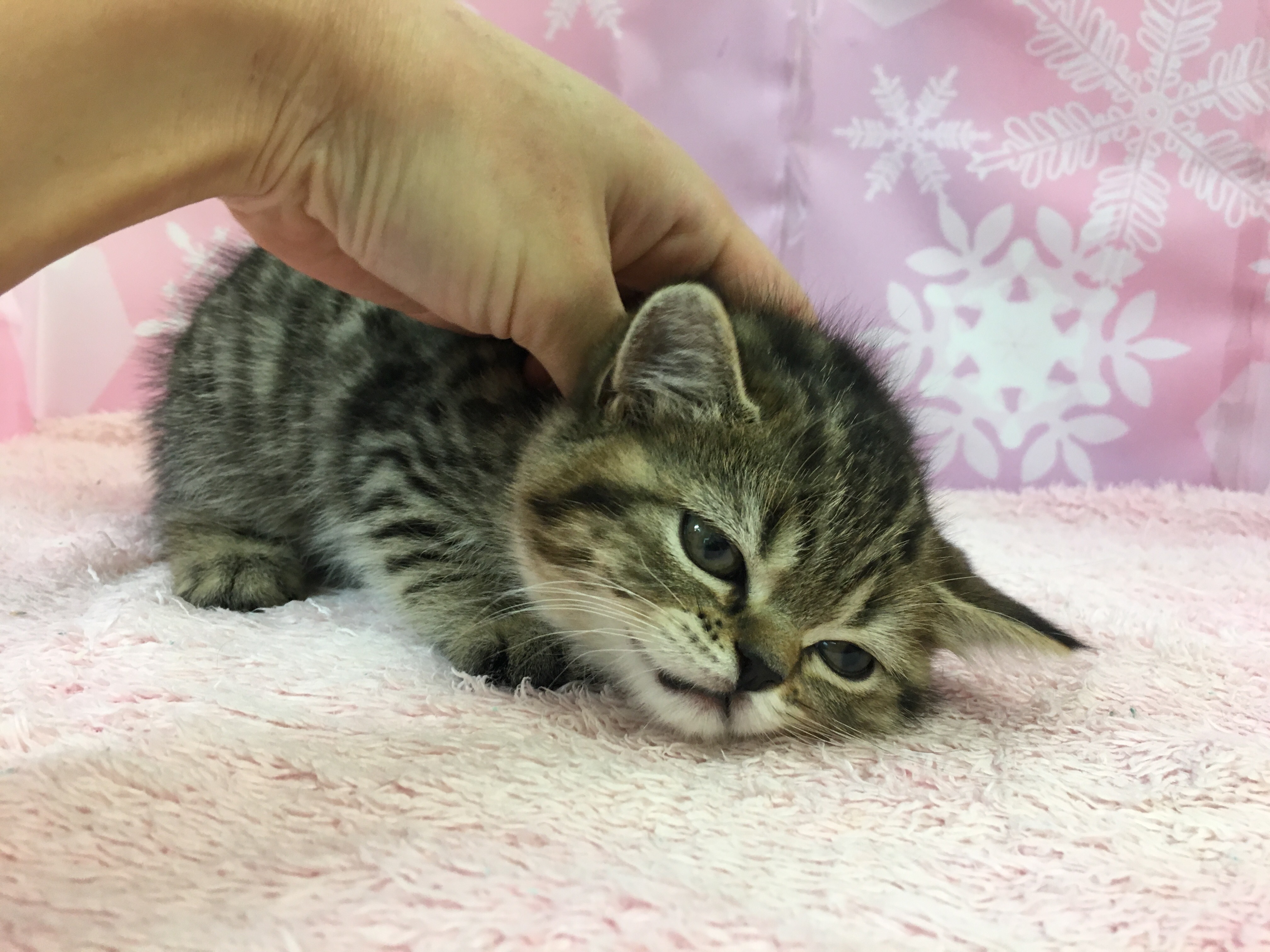 ミヌエット お首むにむにタイム2 - マルワン大倉山店