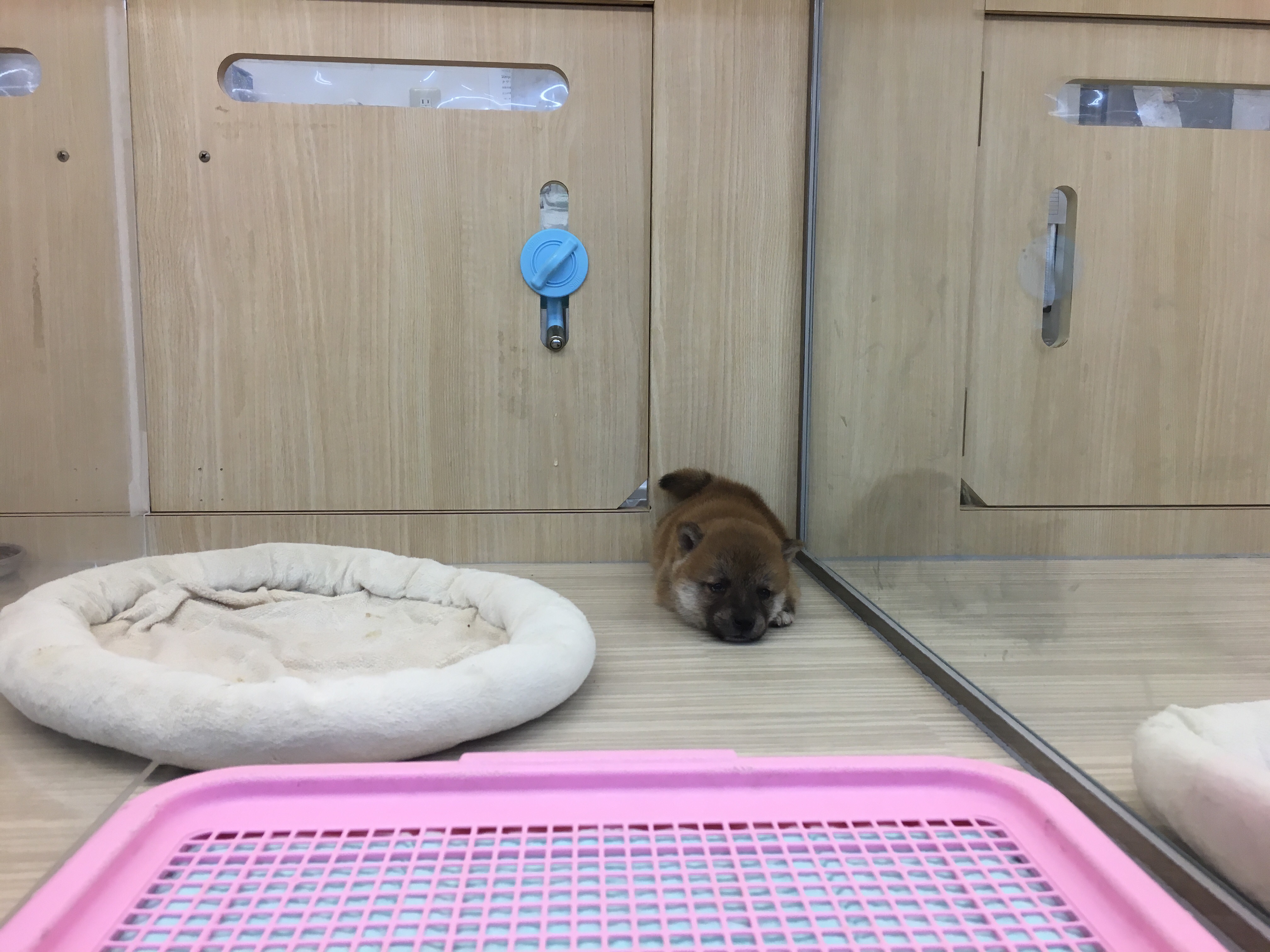 柴犬 豆柴サイズ - マルワン大倉山店