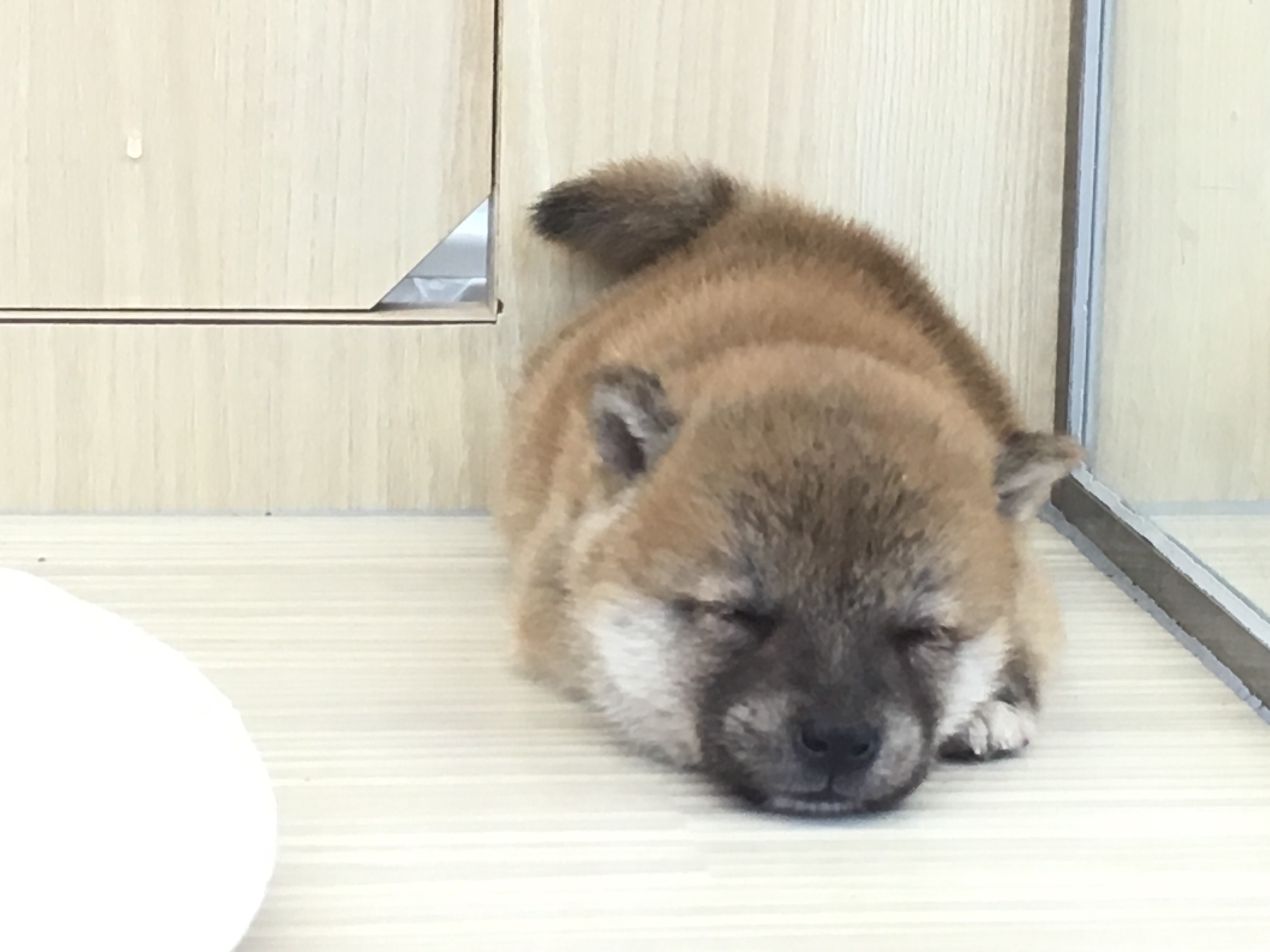マルワンの柴犬は小さめ - マルワン大倉山店