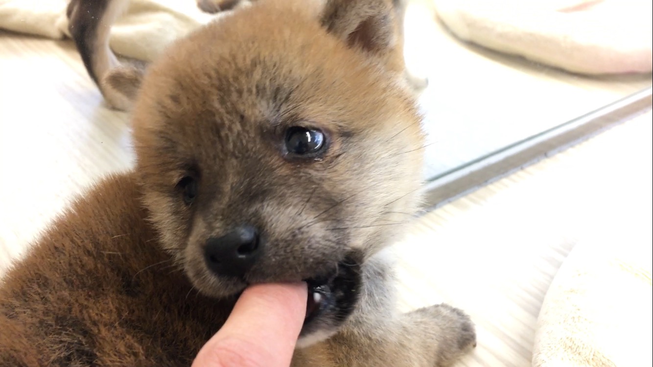 柴犬 豆柴サイズ - マルワン大倉山店