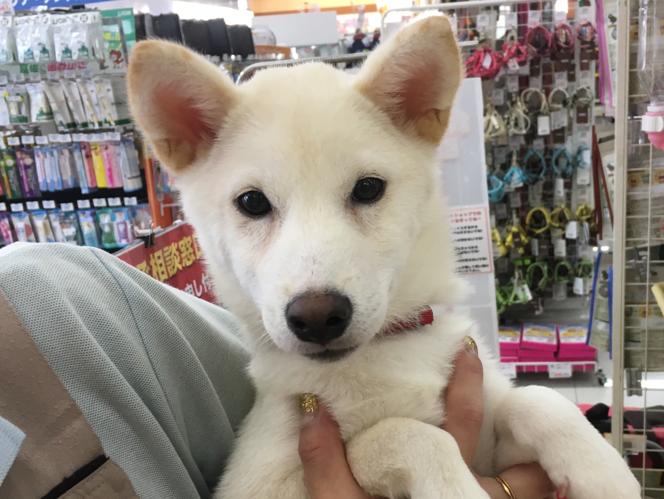 柴犬 白柴 - マルワン大倉山店