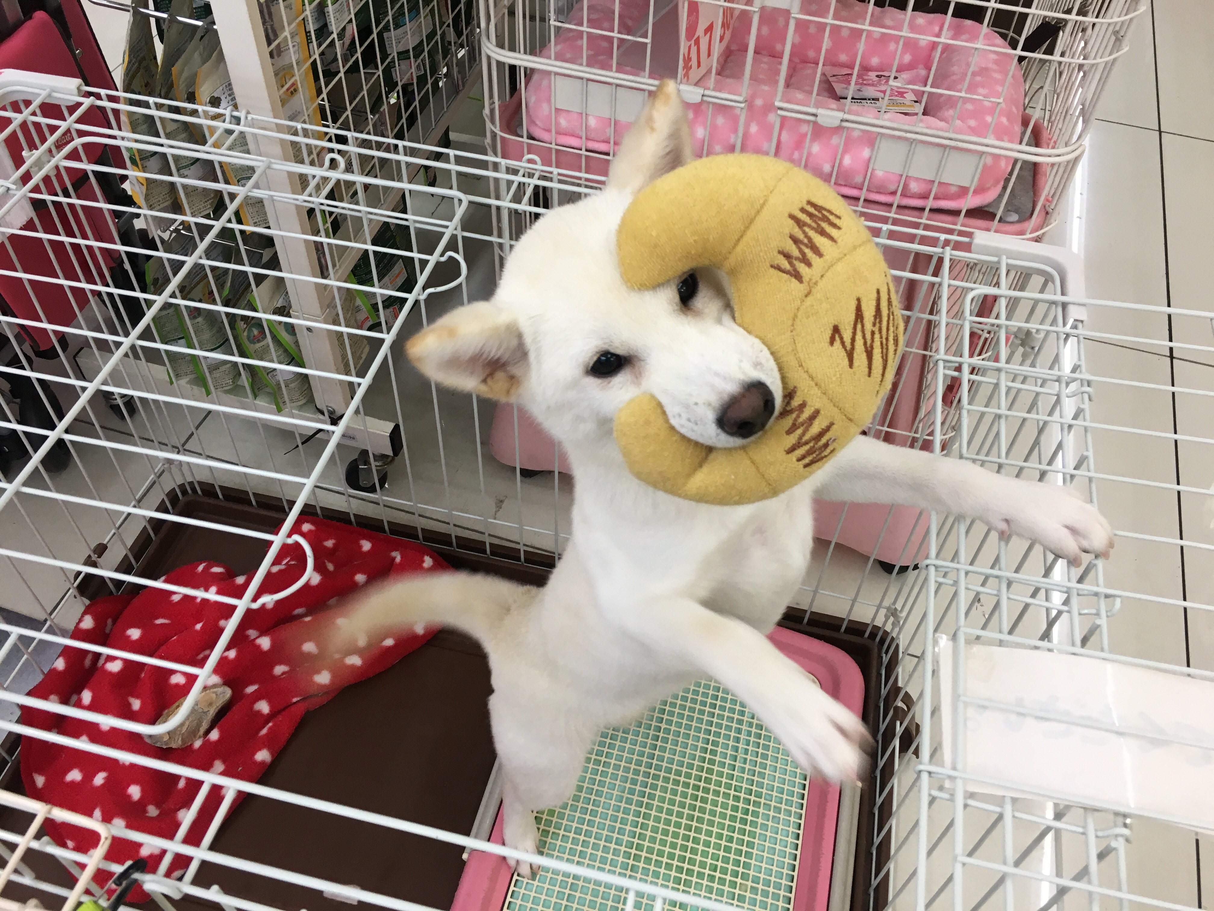 柴犬 白柴 - マルワン大倉山店