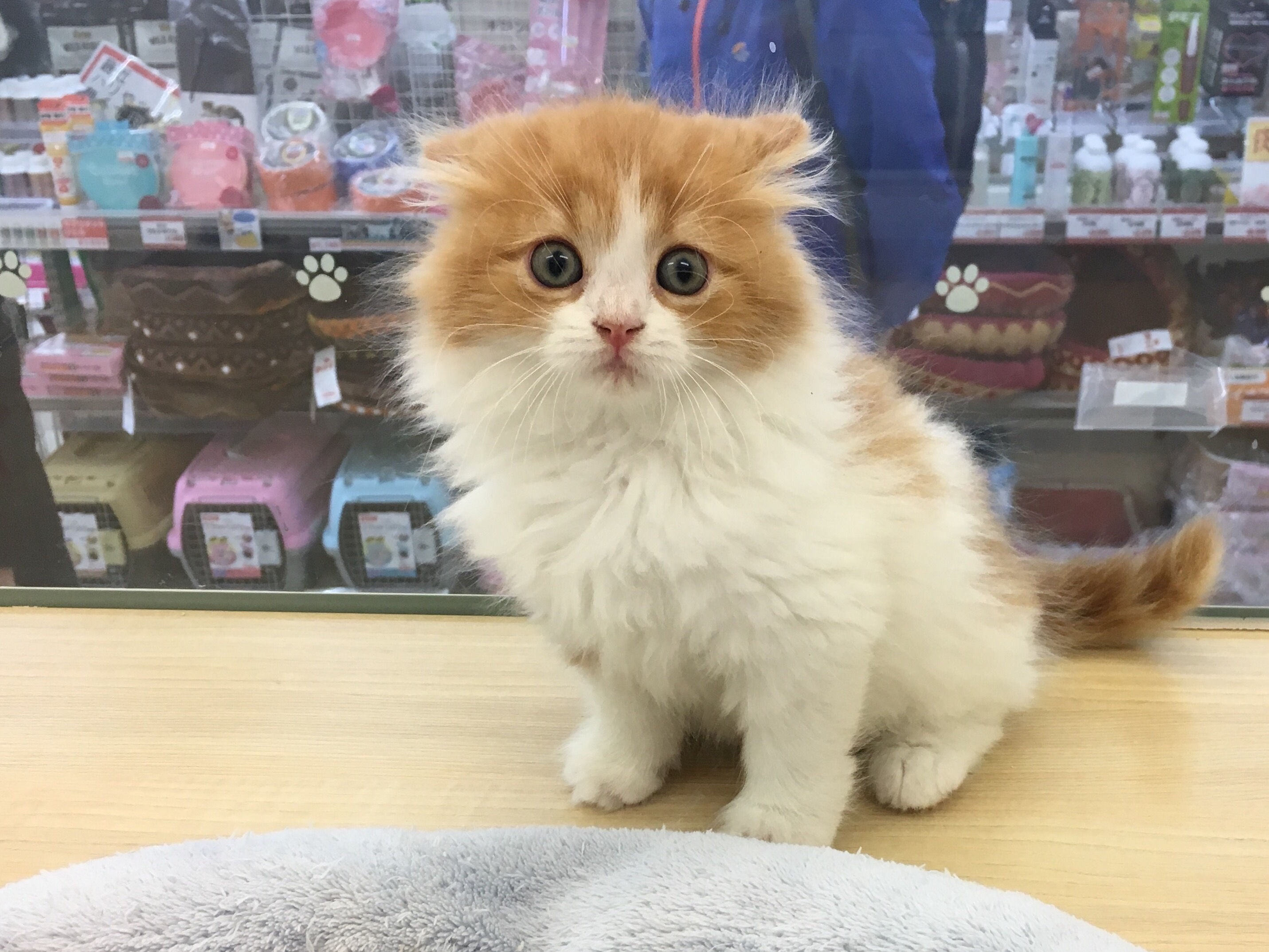 スコティッシュフォールド 全身のお写真 - マルワン大倉山店